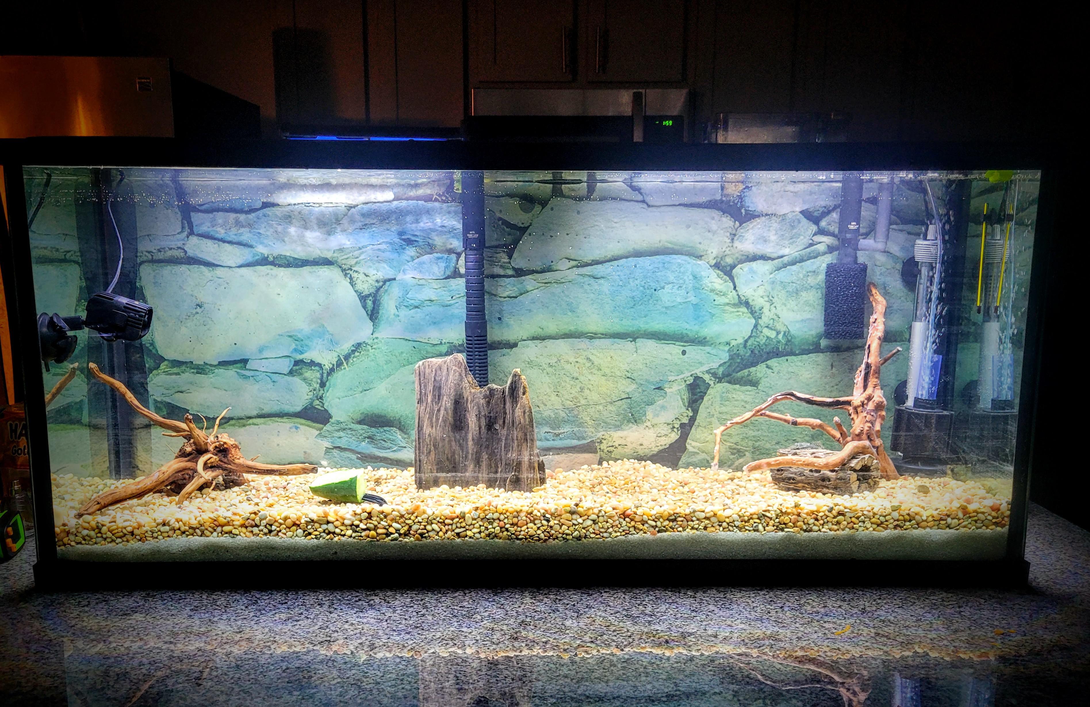 What do yall think of my pleco tank setup? Will be adding caves and