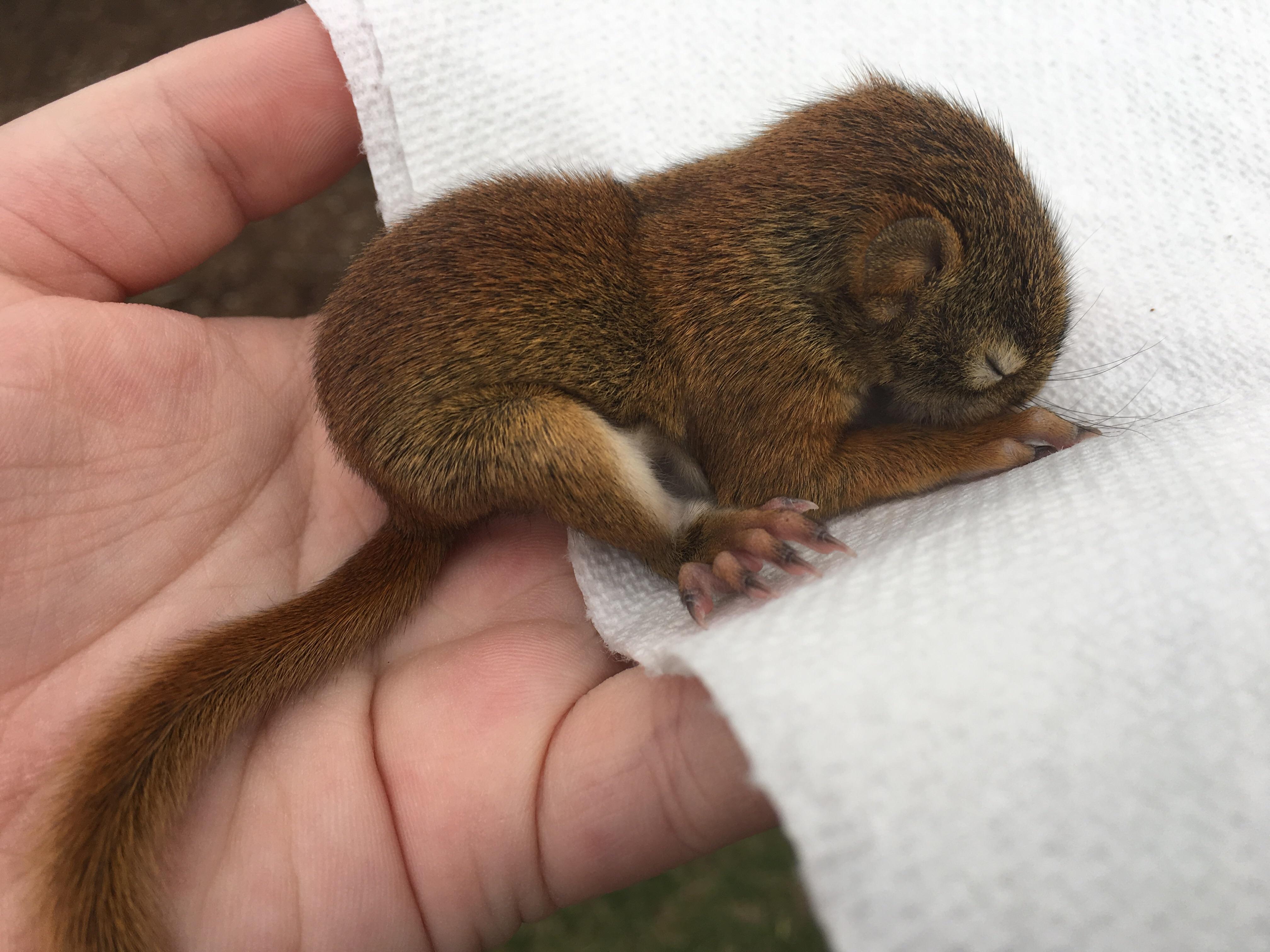 Baby Squirrel