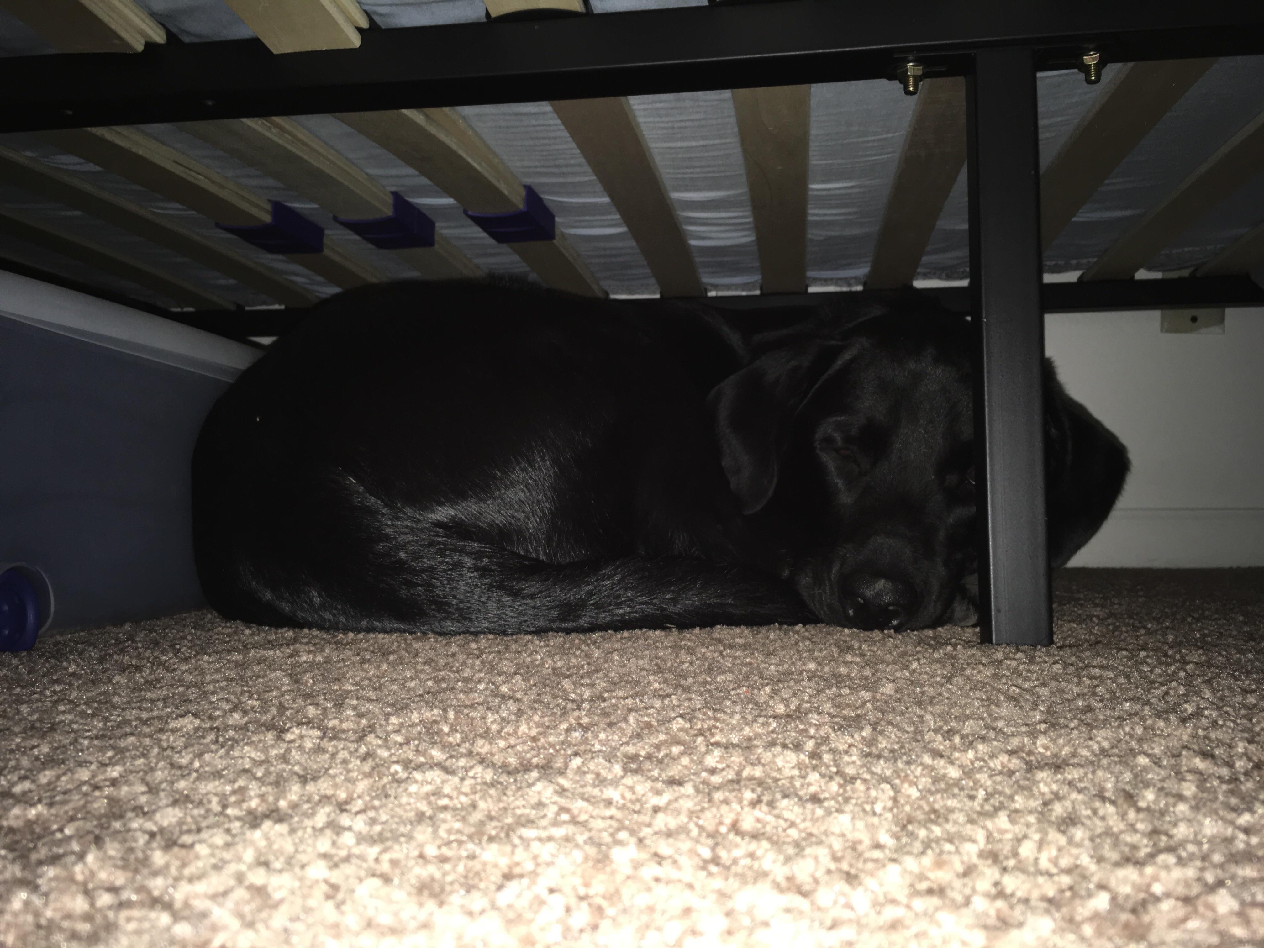 Wondered where he was. Found him sleeping under the bed! r/aww