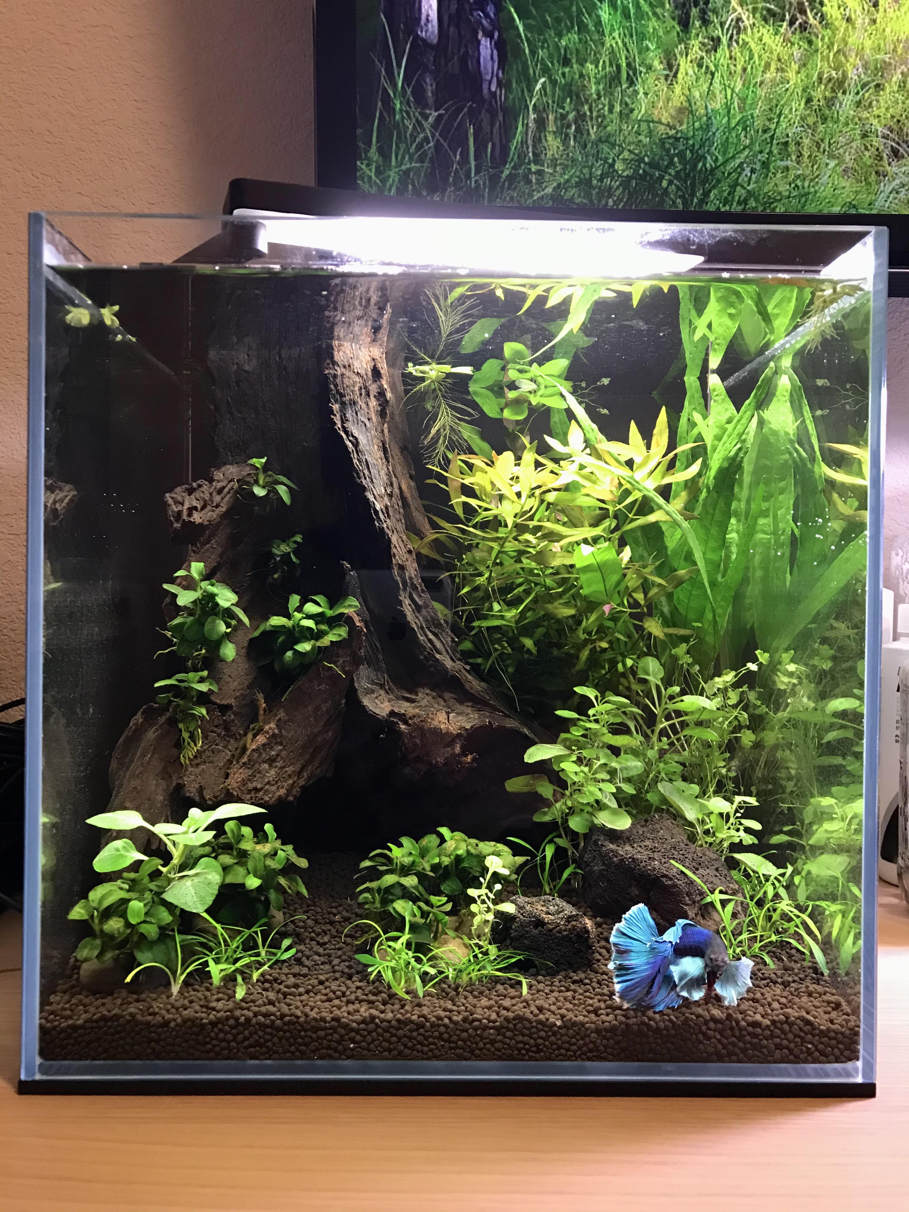 Tired doing jungle kinda tank for Maui r/Aquascape