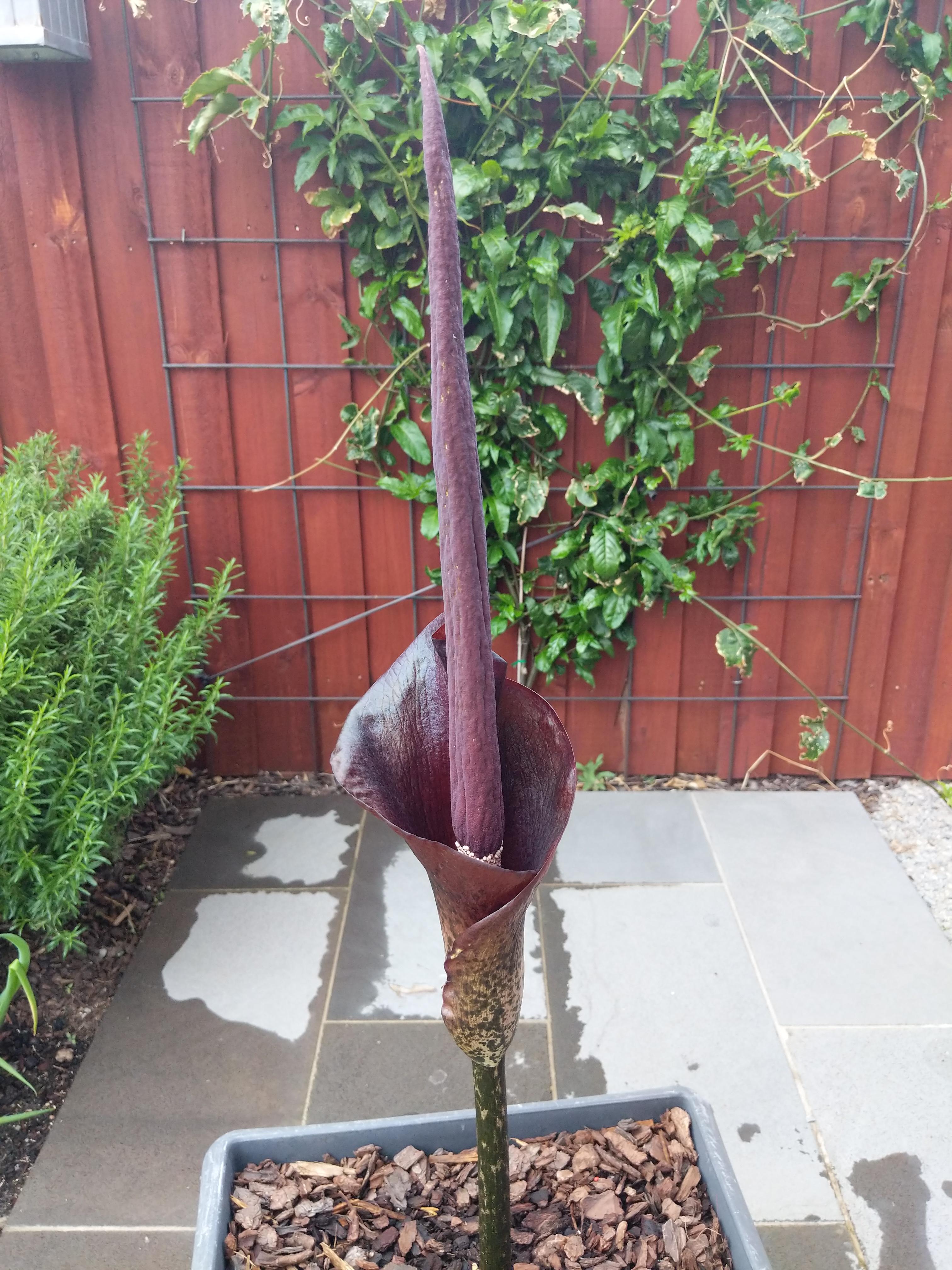 After 4 years waiting my voodoo lily finally flowered r/gardening