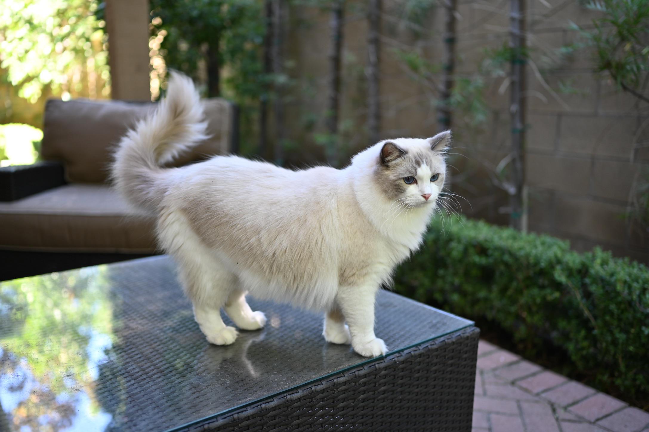 His tail is always up and curved all cutely. r/ragdolls