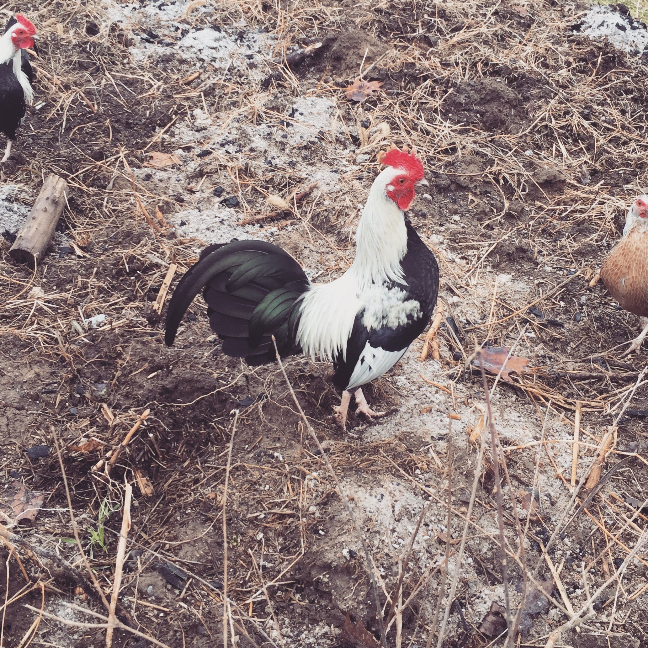 one of our banty roosters, strutting through the garden r