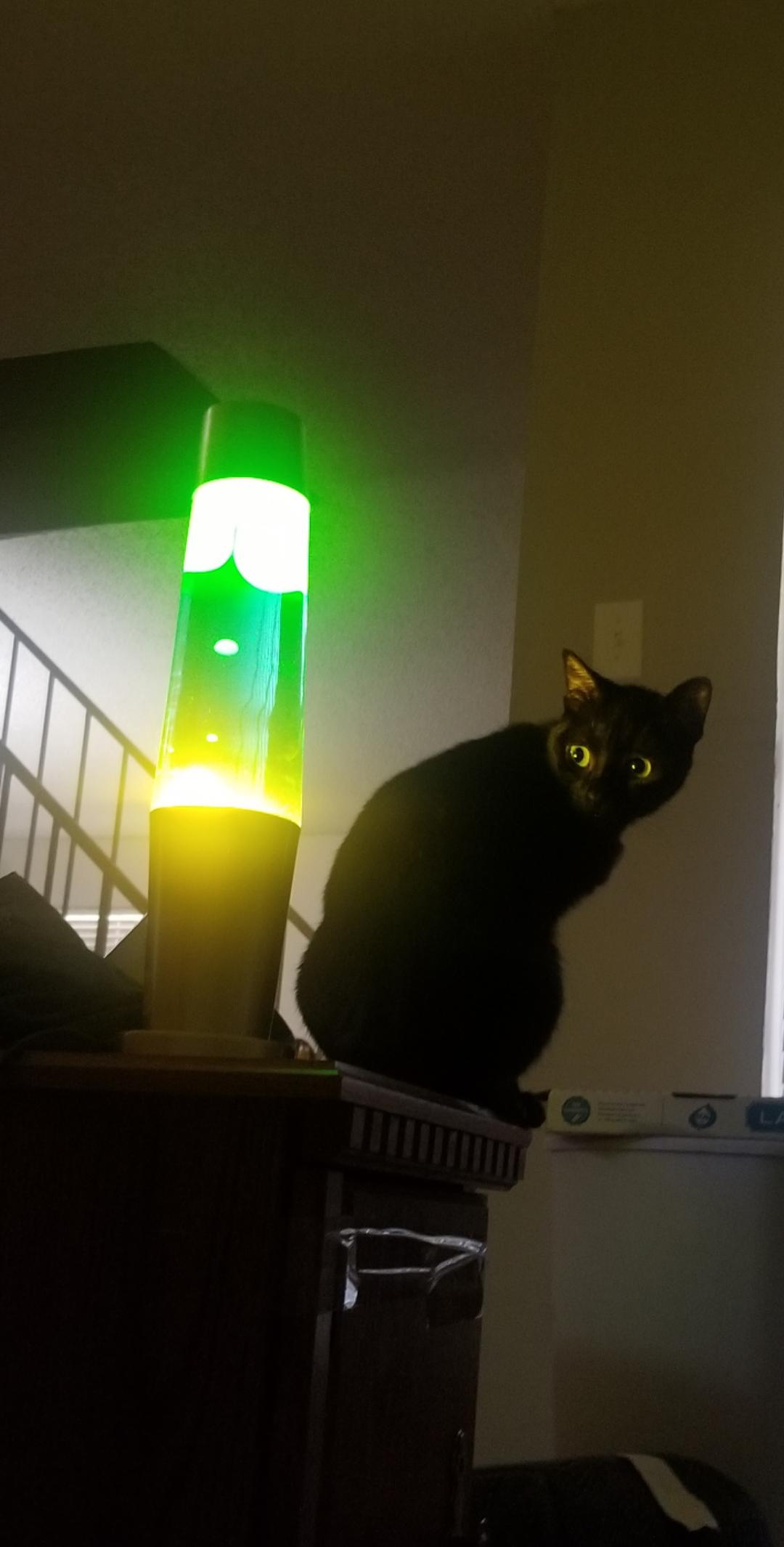 My cat Snow is confused at our lava lamp r/AnimalsBeingConfused