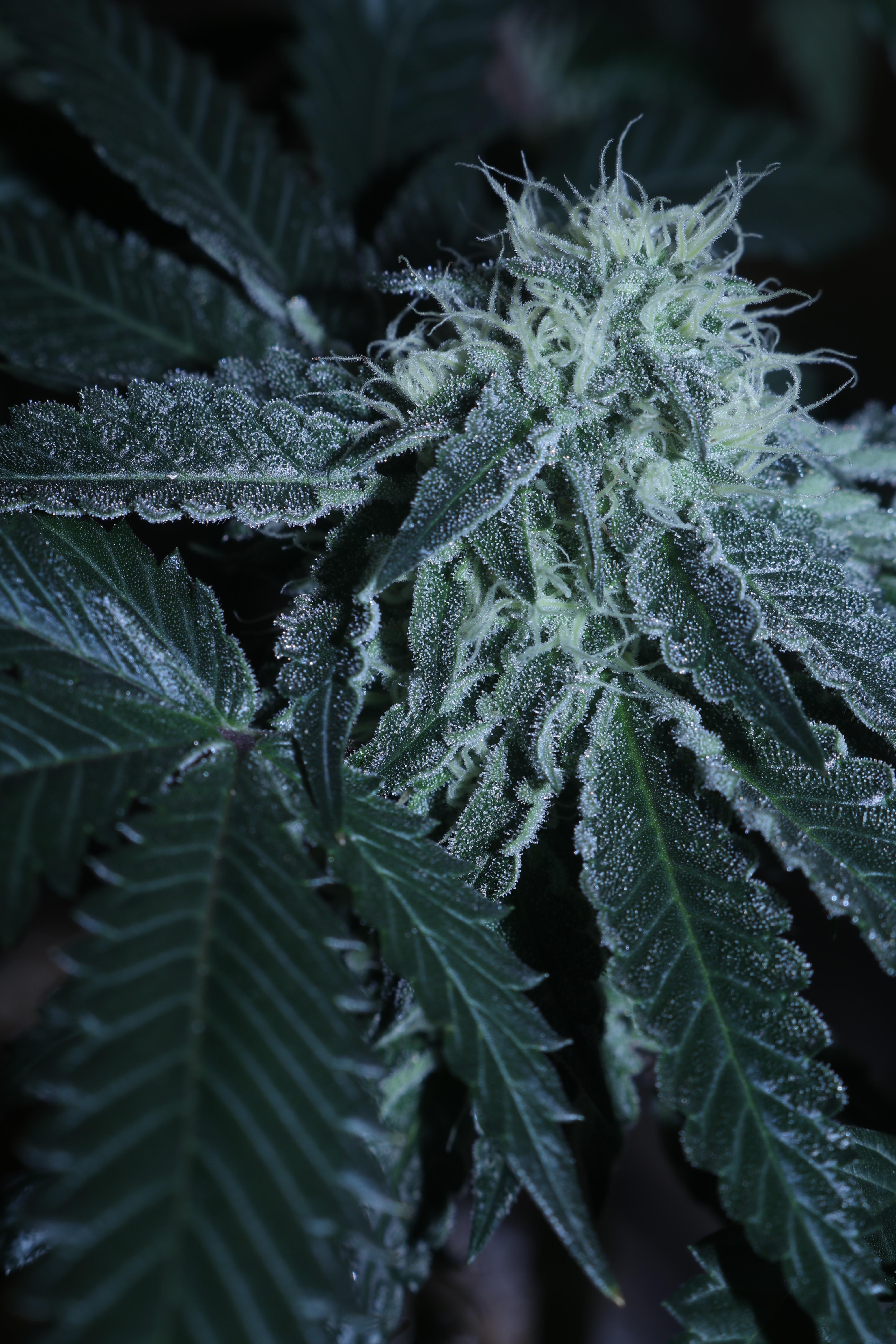 Menthol x Jet Fuel Gelato week 4 r/microgrowery