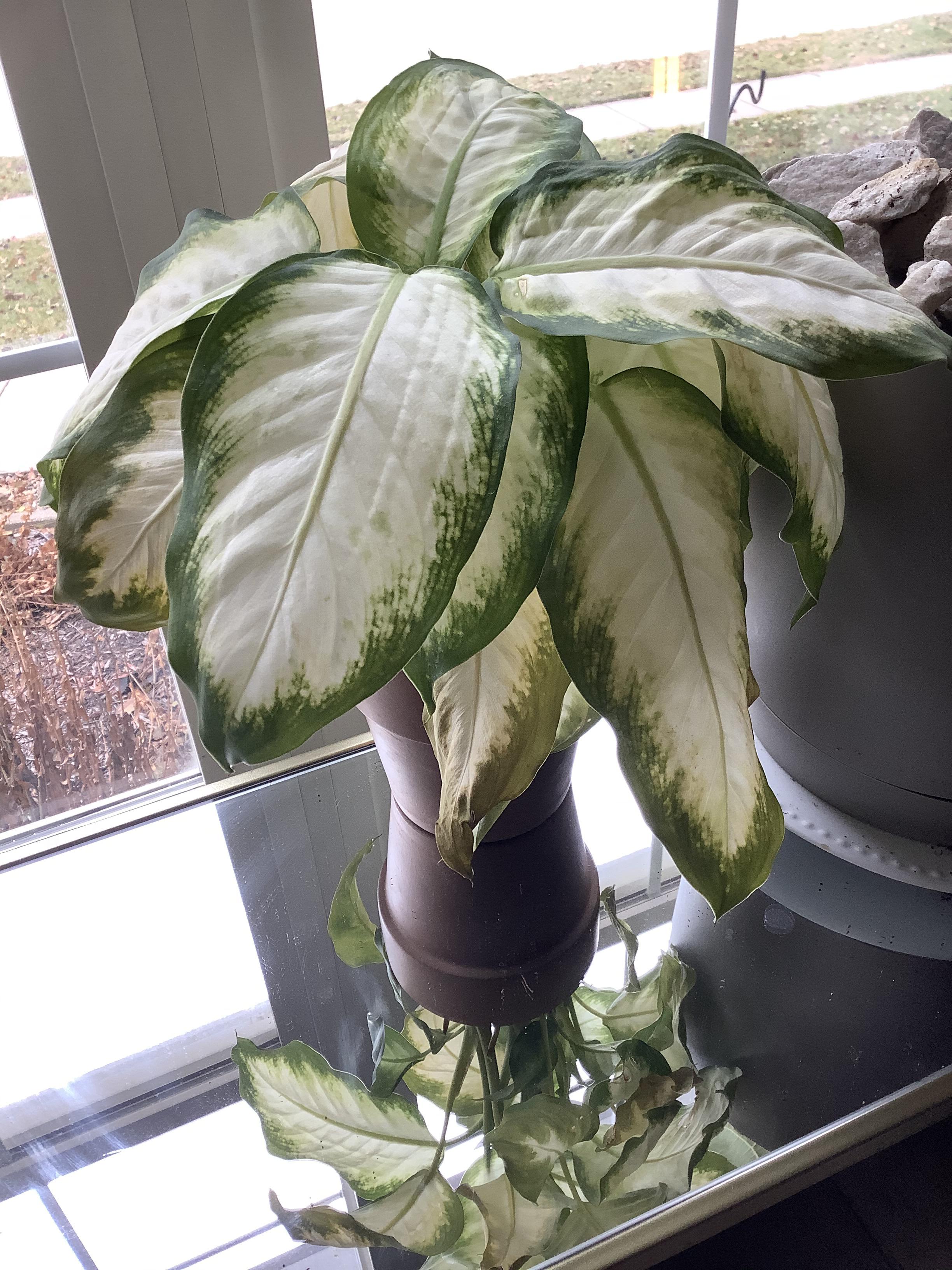 Why is my plant so sad? r/plantclinic