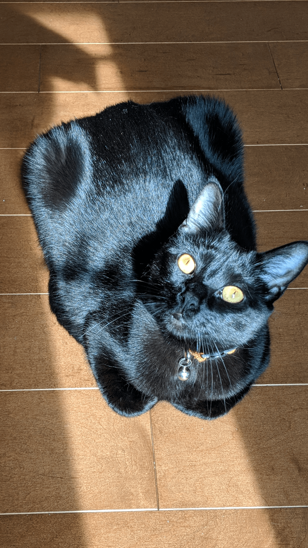 She's the shiniest black cat I've ever seen! r/blackcats