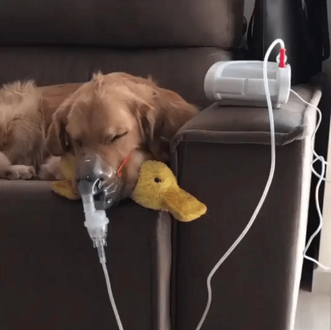 Recovering well from kennel cough with his duckie r/Eyebleach