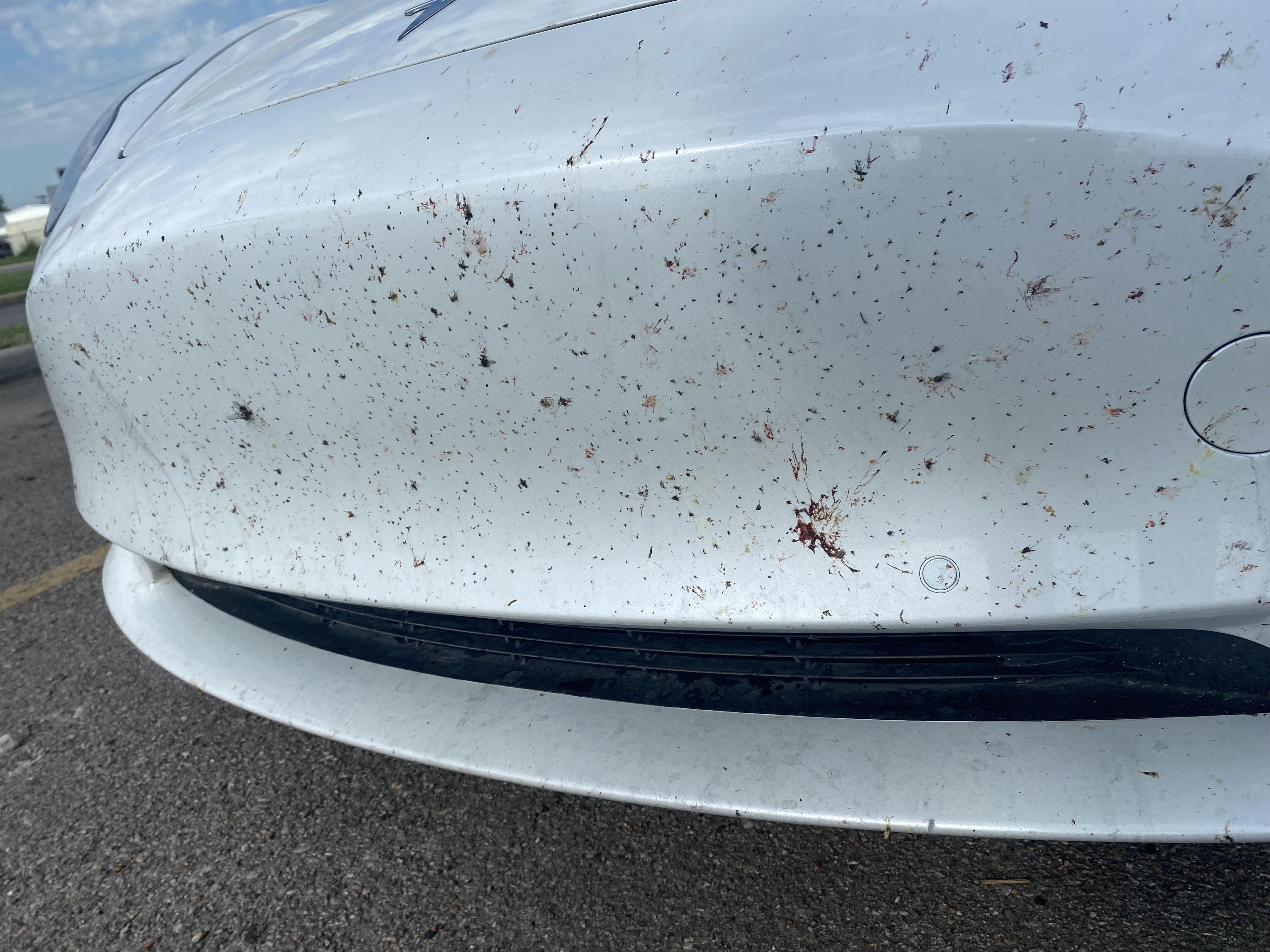 The Bug Catcher doing their job. r/TeslaModel3