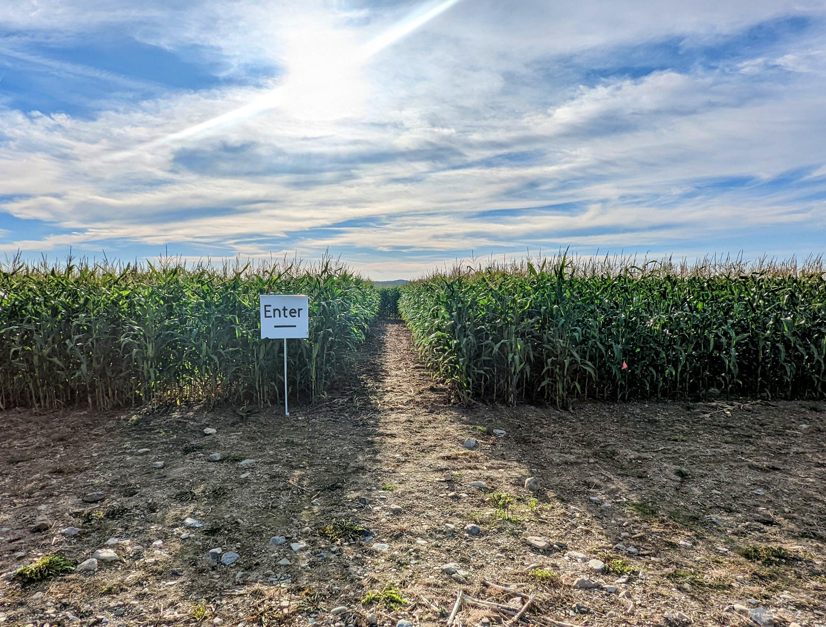Stumbled on a corn maze in Mapleton today (Aroostook). No people, no