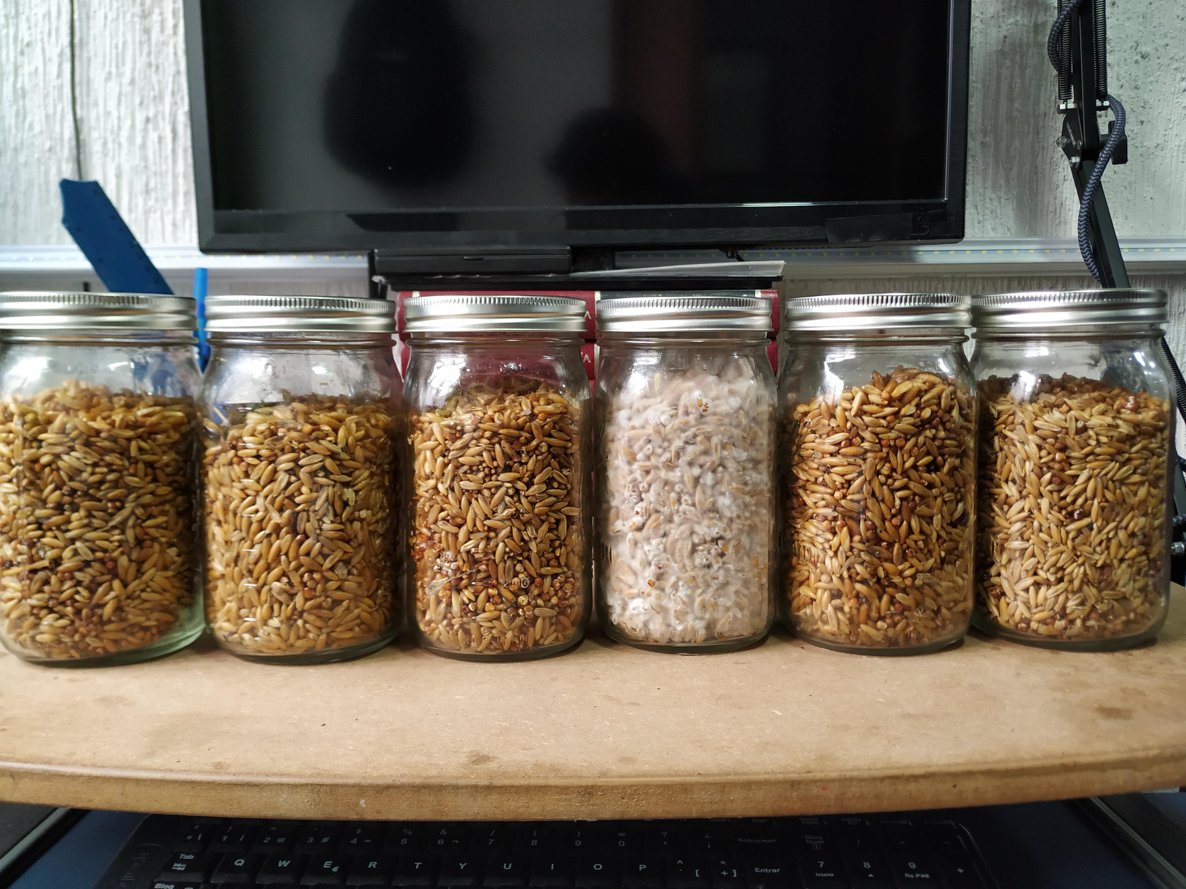 Grain to grain transfer. Same batch but only one colonized. Why didn't