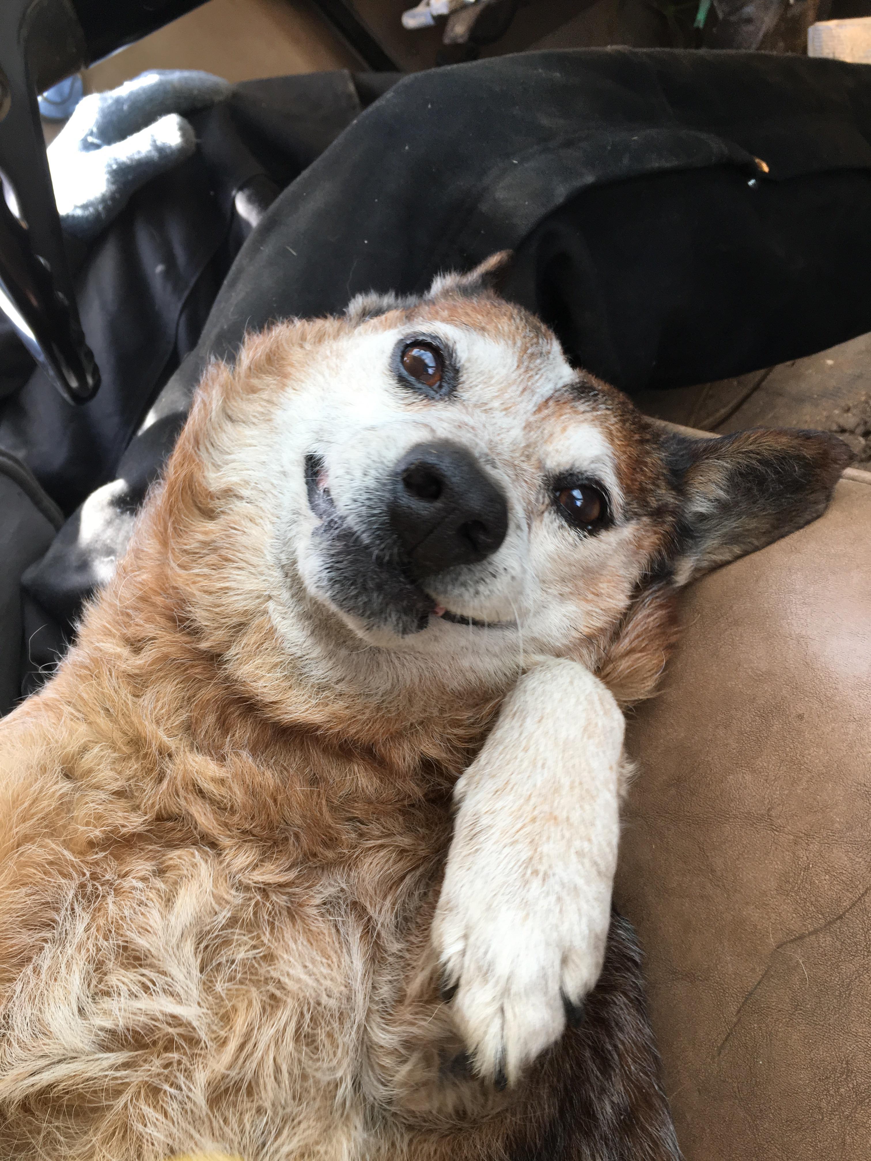 This old pup crossed the rainbow bridge today, but he did it on his