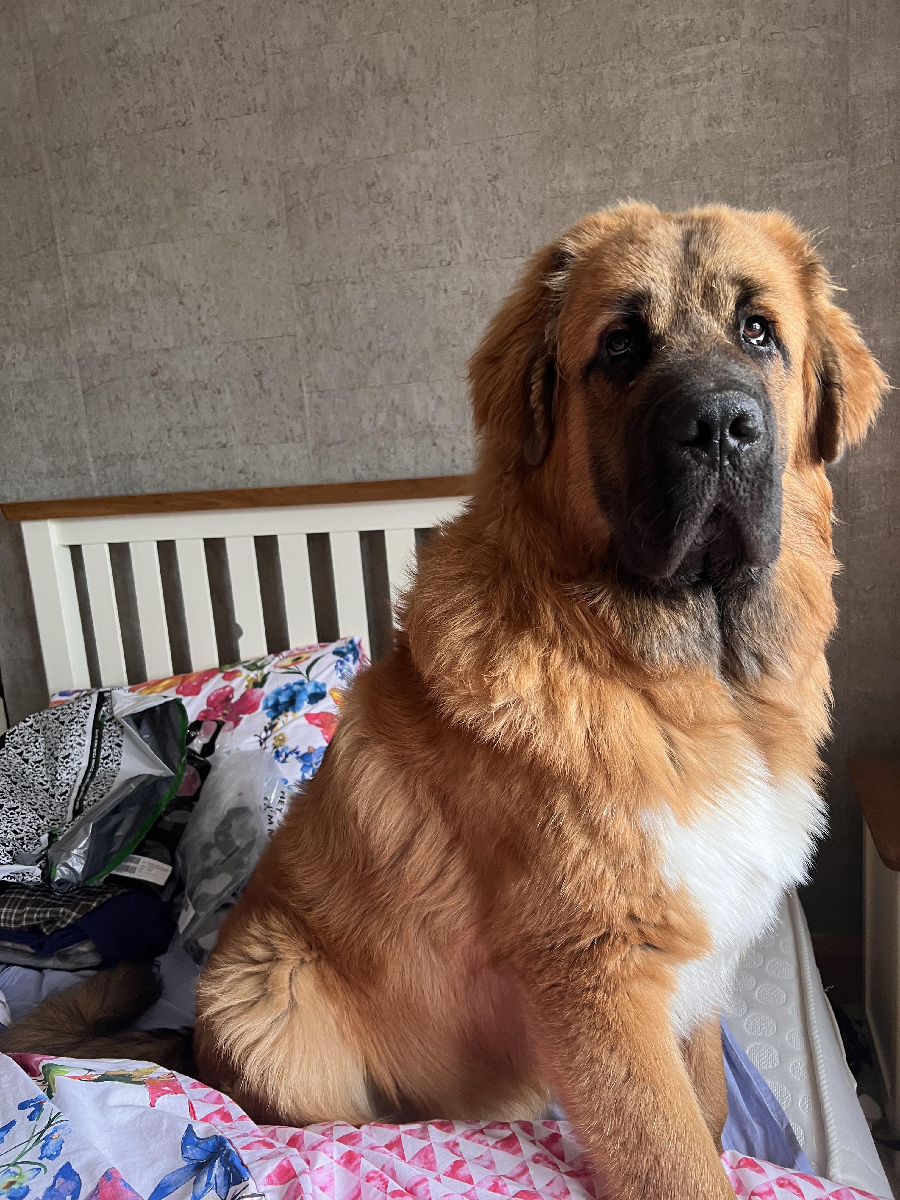 St Bernard Tibetan Mastiff Mix