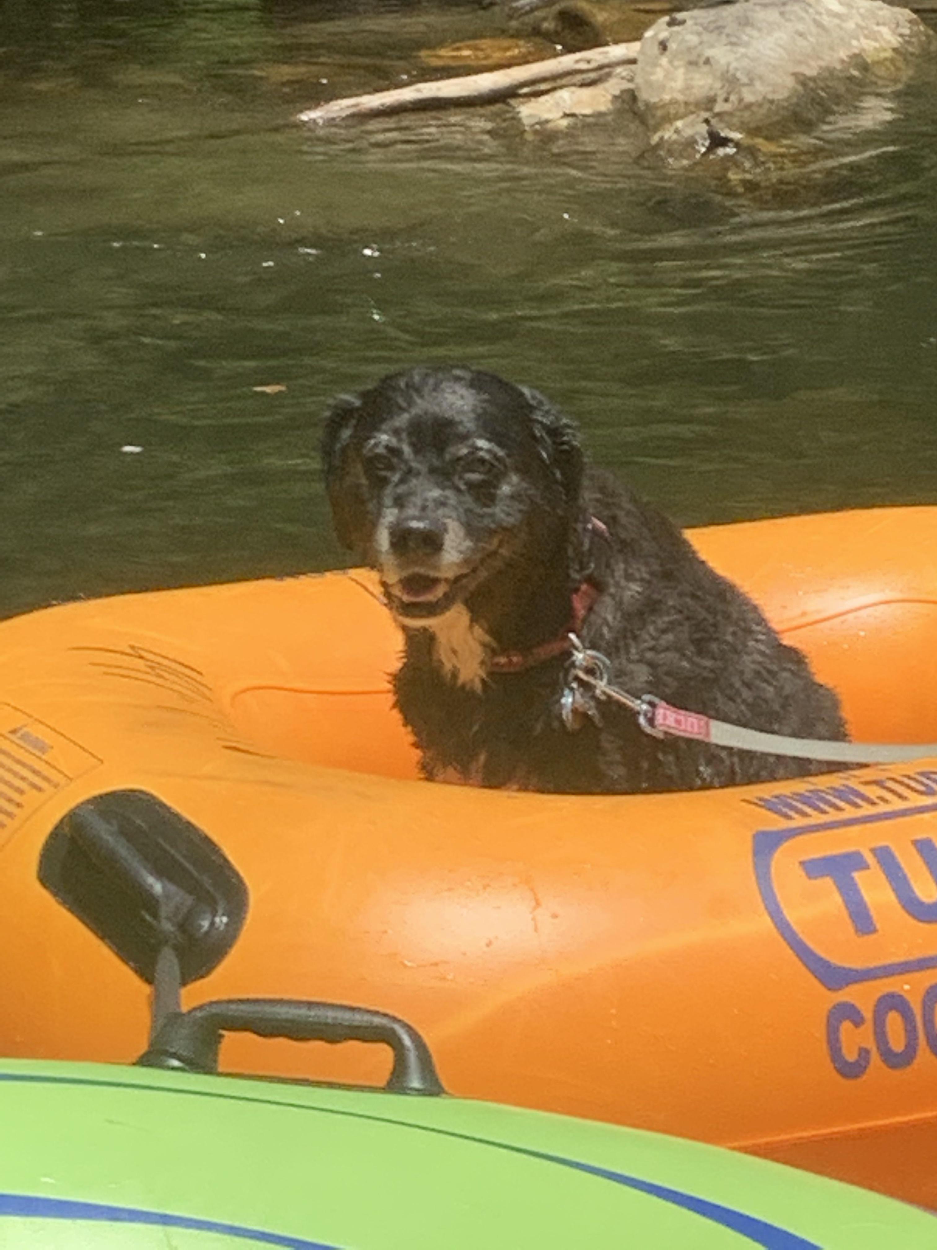 My dog when we went tubing r/PuppySmiles