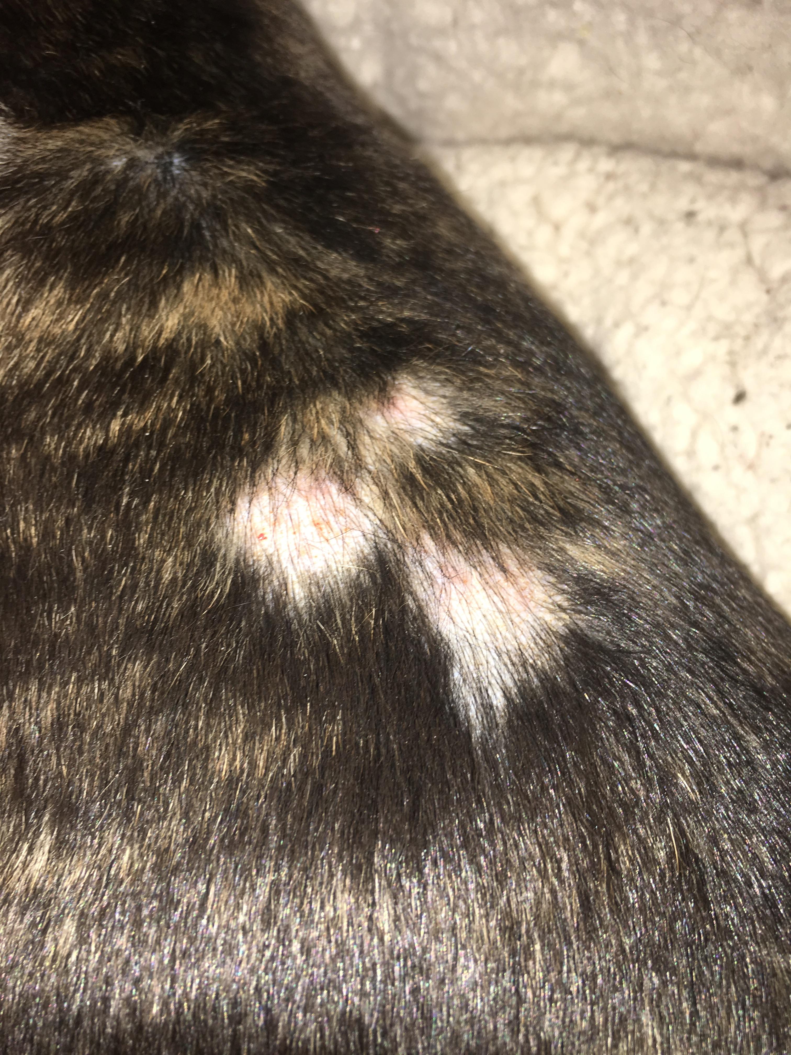 MY FRENCH BULLDOG HAIR AND SKIN PROBLEM. r/frogdogs