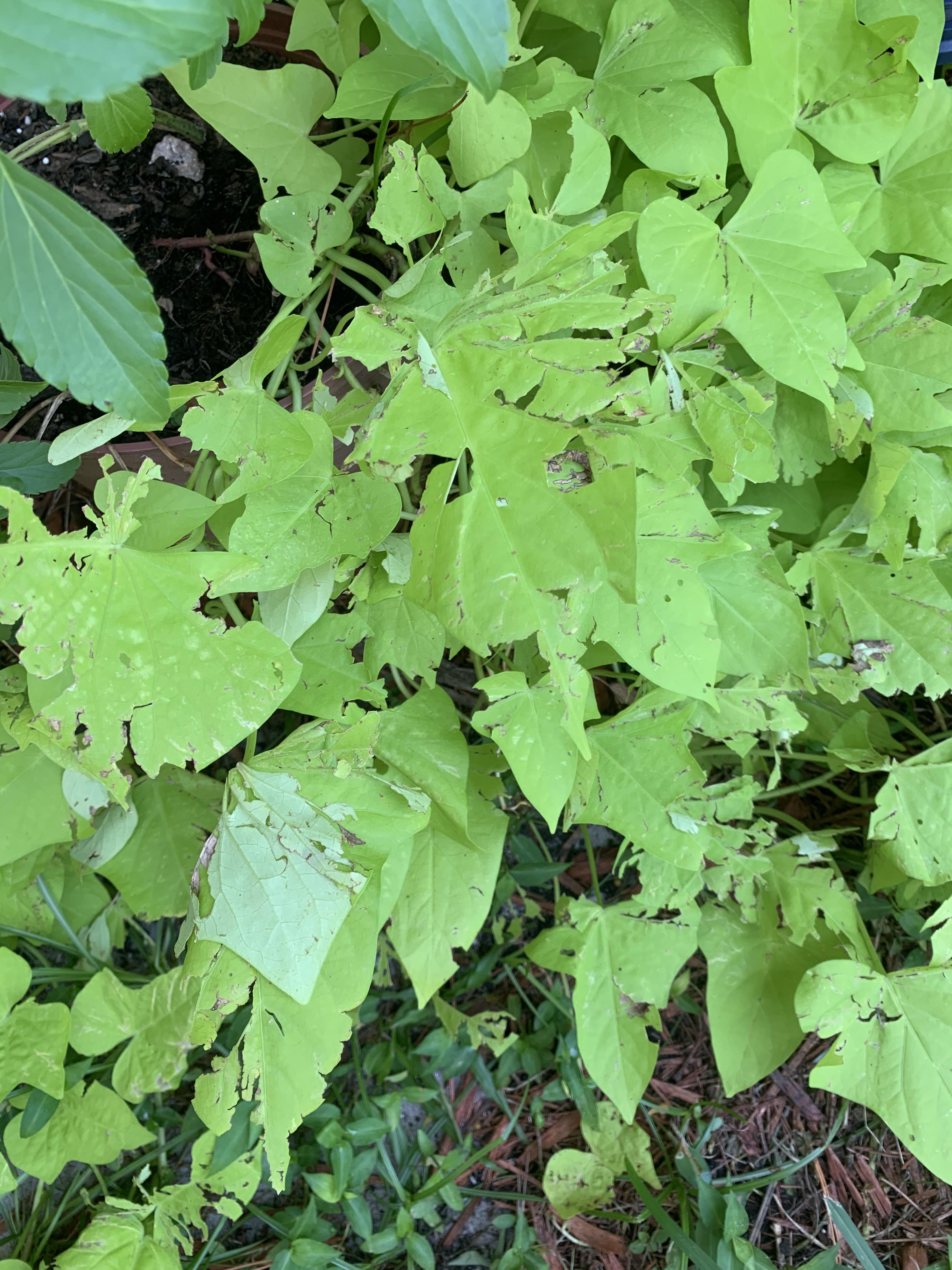 Anyone know what’s eating my potato vine? PlantIdentification