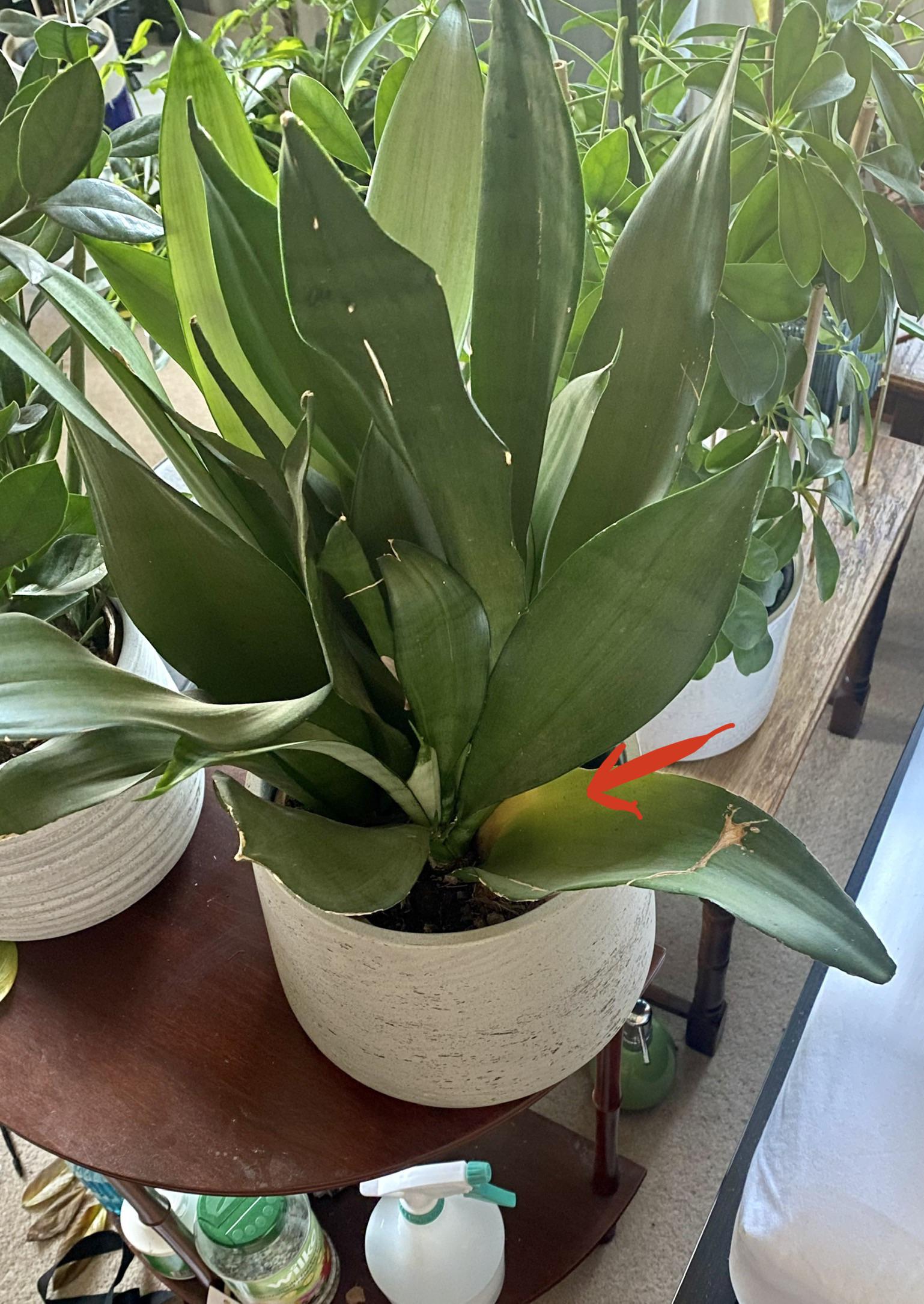 1 poorly/rotting leaf on my snake plant “moonshine”. Been knocked a few times too many. I think