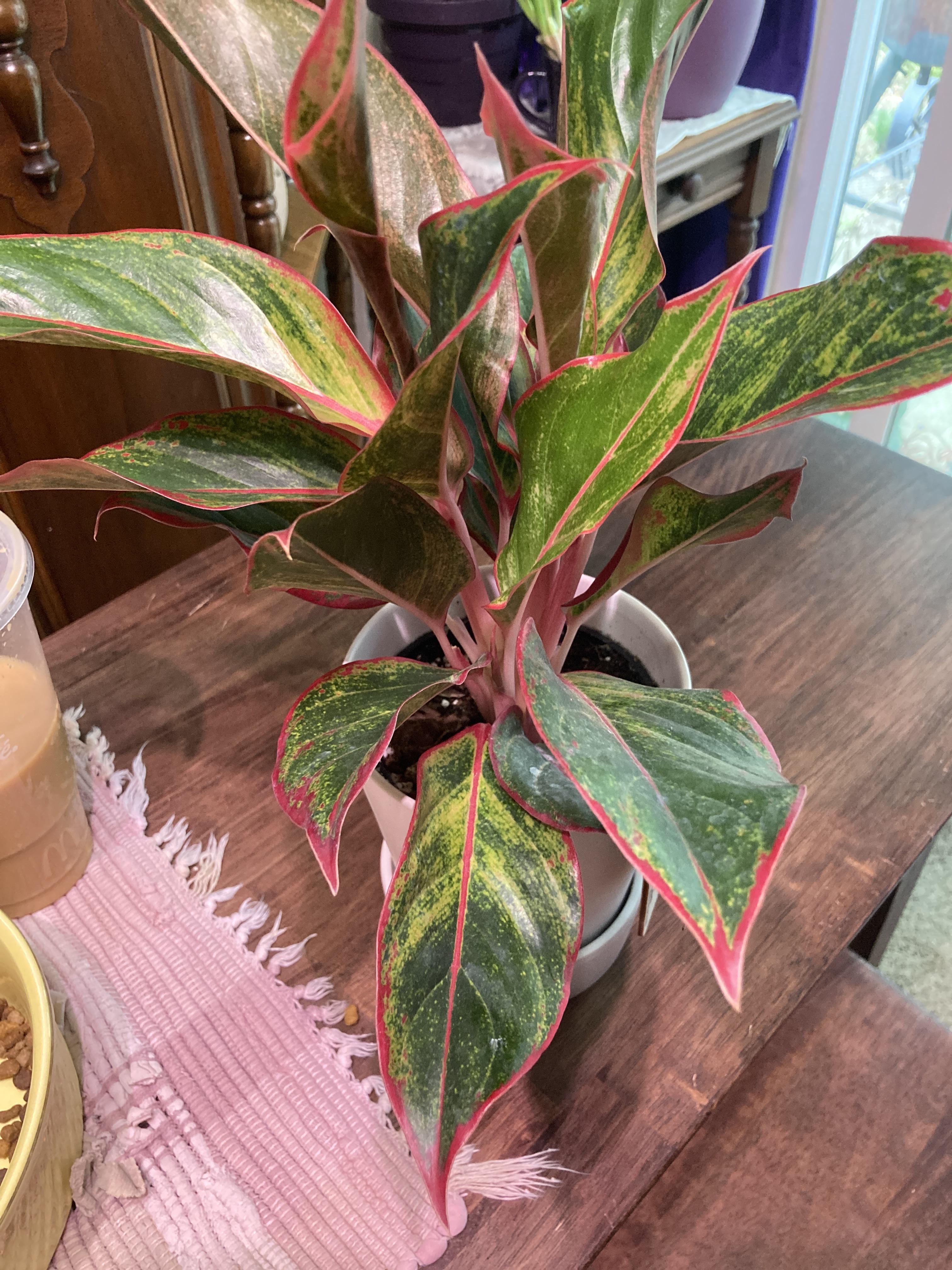 What is this? The tag says “signature foliage” with the care