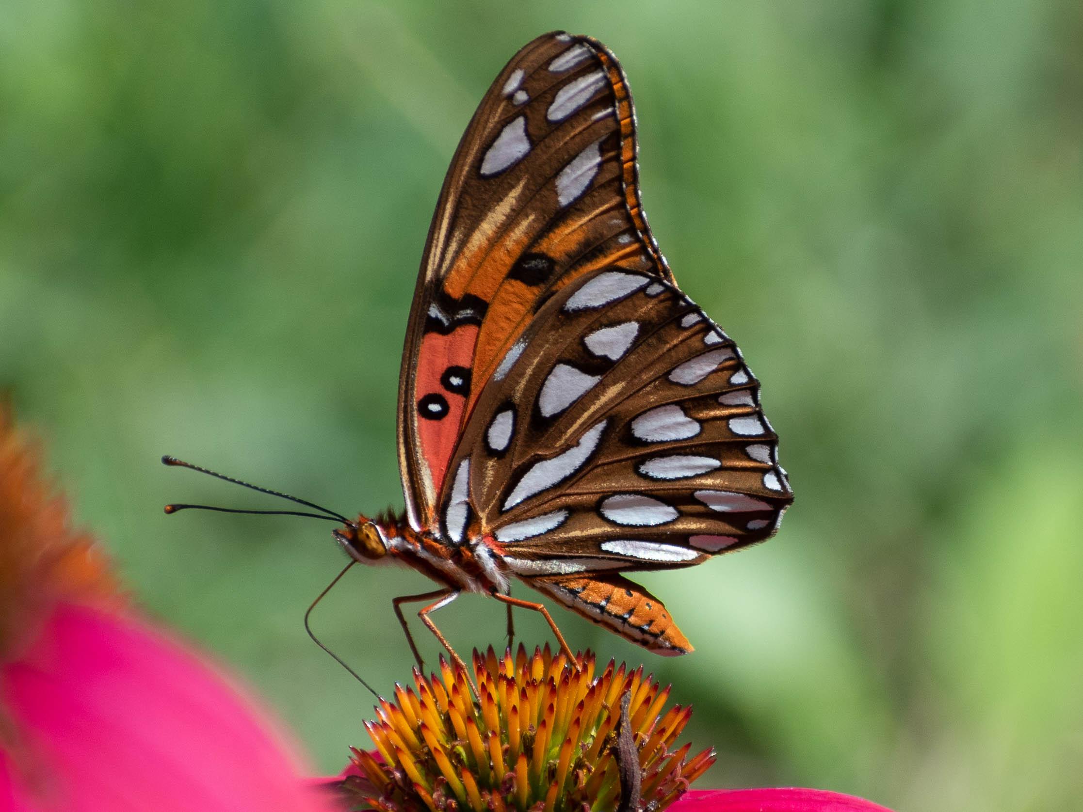 Gulf Fritillary Butterfly [FL] macro r/wildlifephotography
