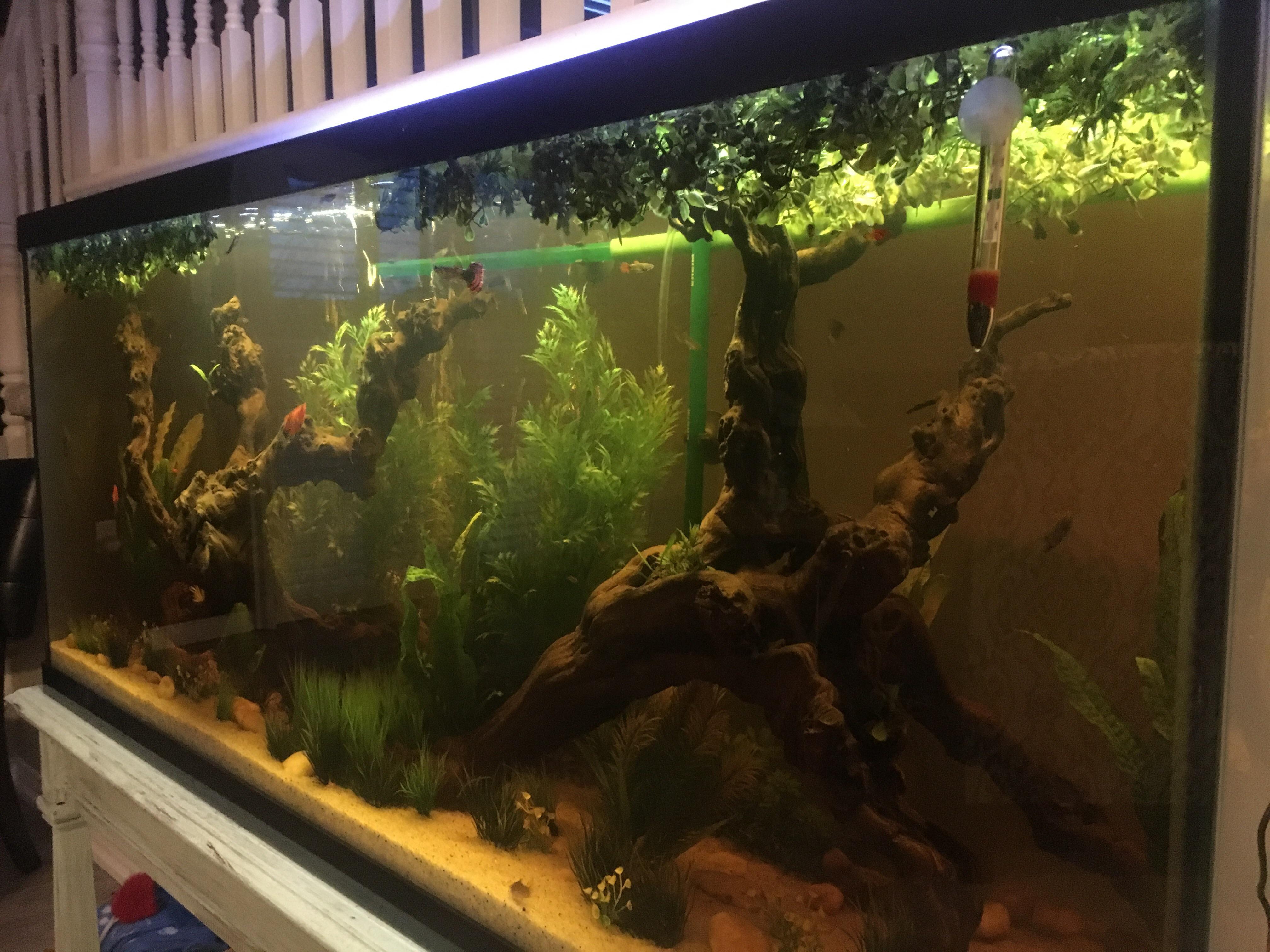 My 6 week old guppy/platy aquarium, housing 3 adult guppies, 9 adult