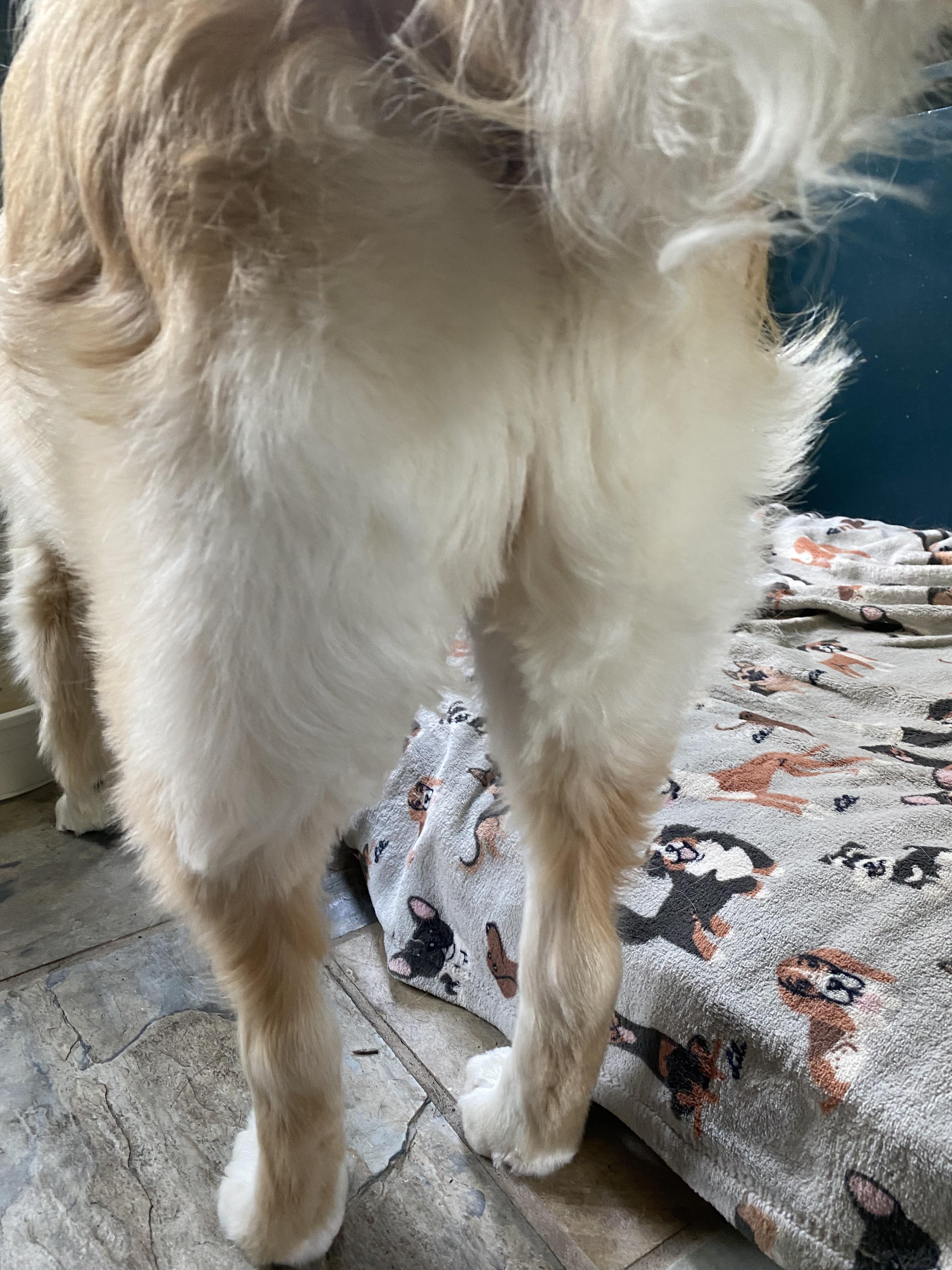 Will Golden Retriever Tail Hair Grow Back