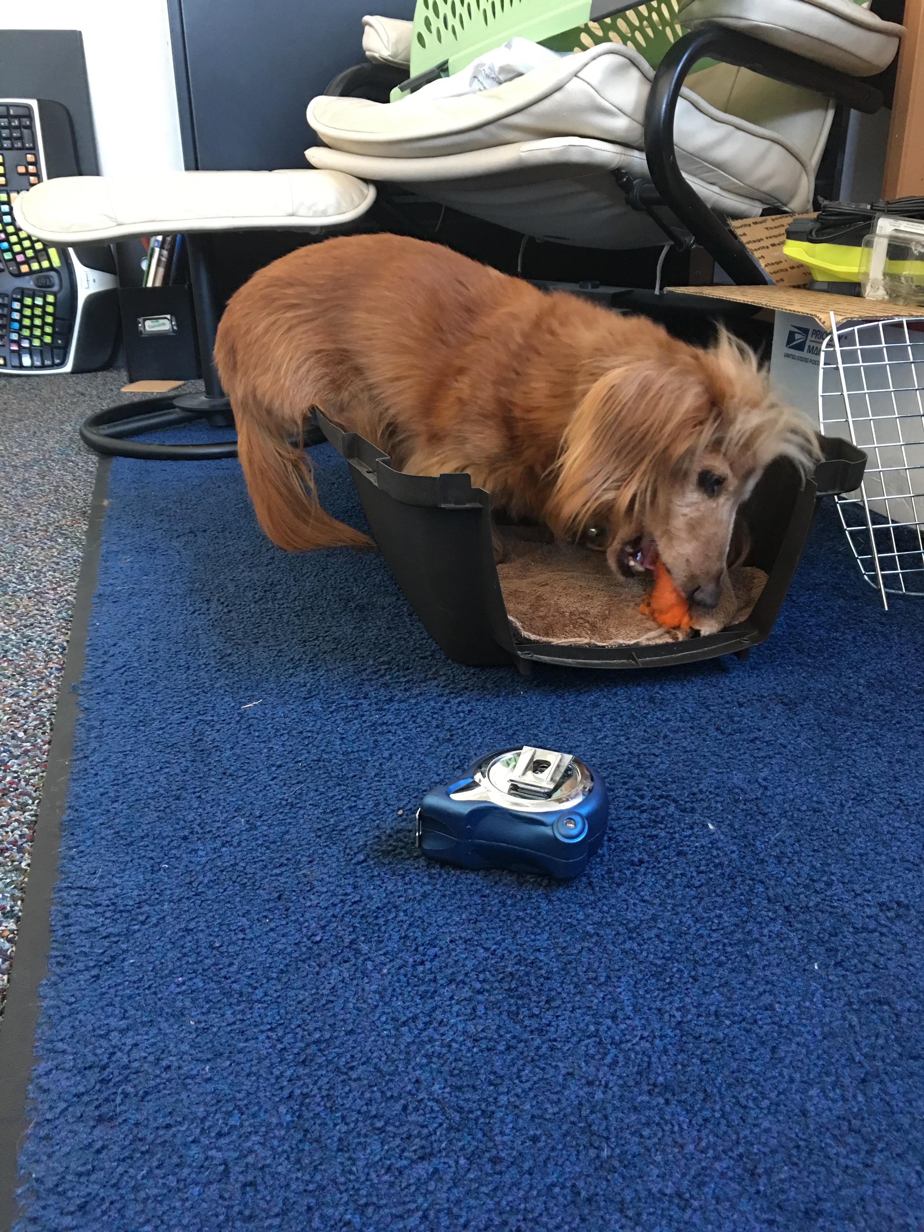 Perched on the edge of the crate eating a carrot...sat like that for 5