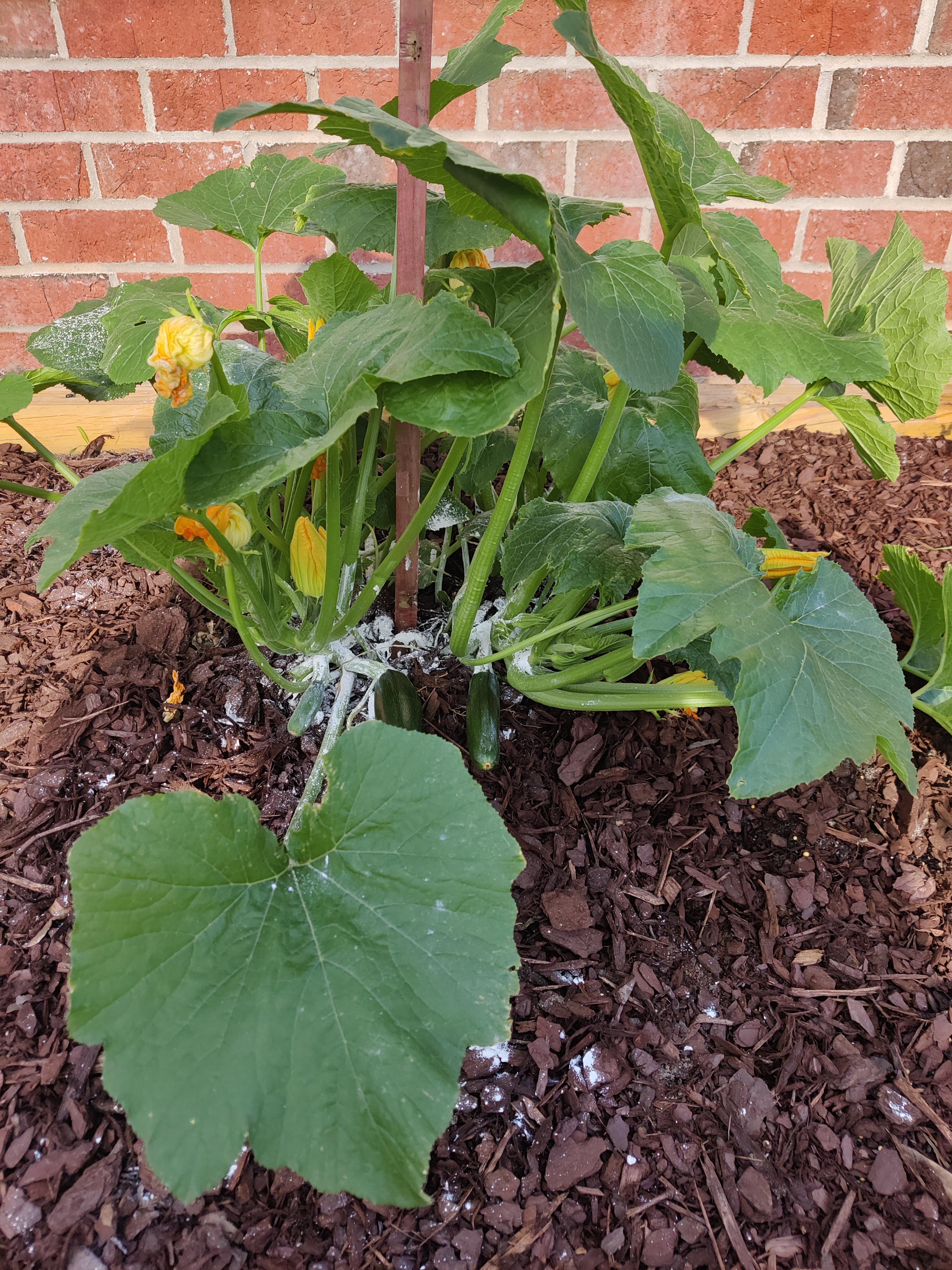 Inspiring Sevin Dust On Squash Plants 2023