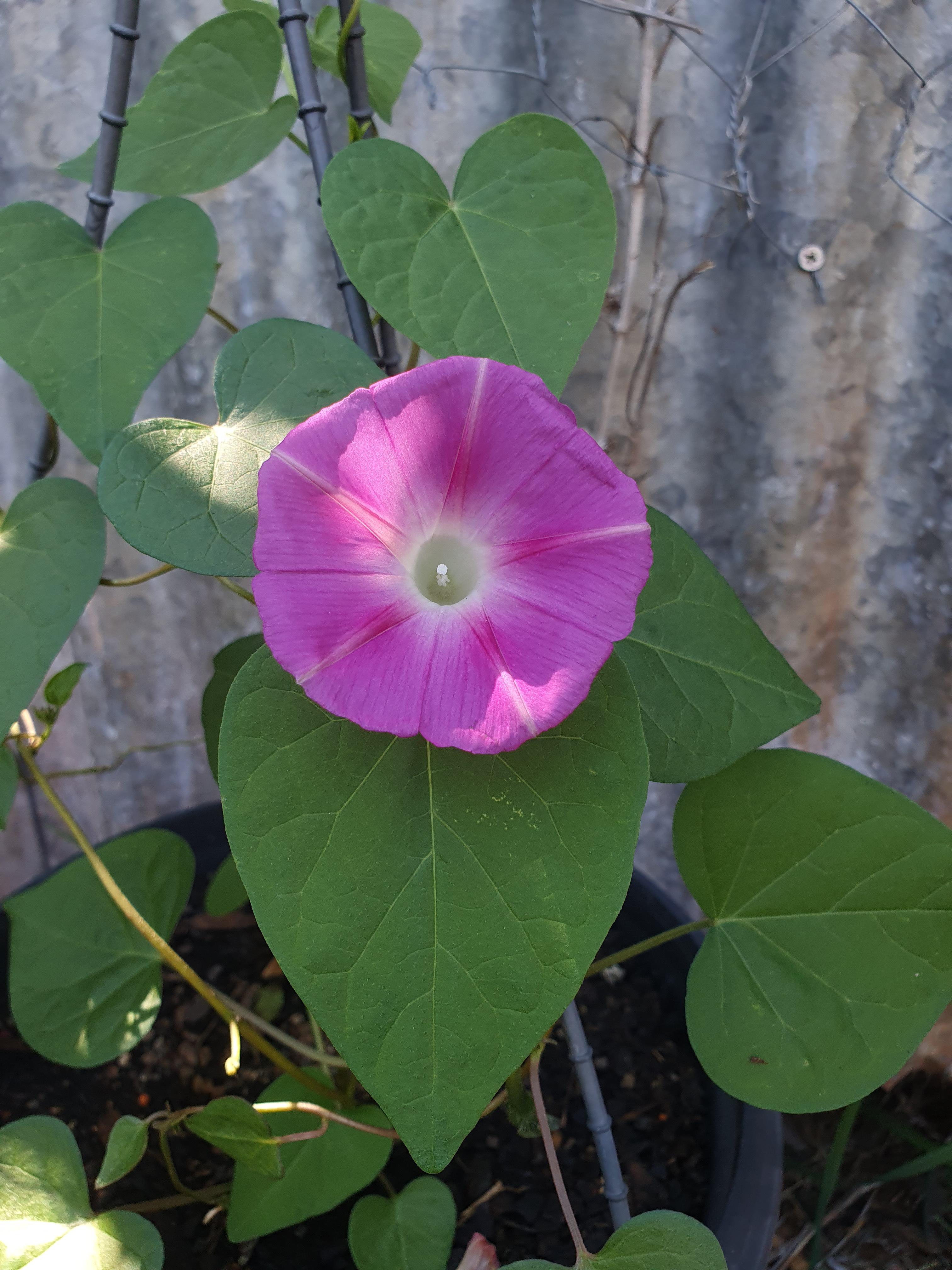 Nice bloom from my morning glory dismornin r/druggardening