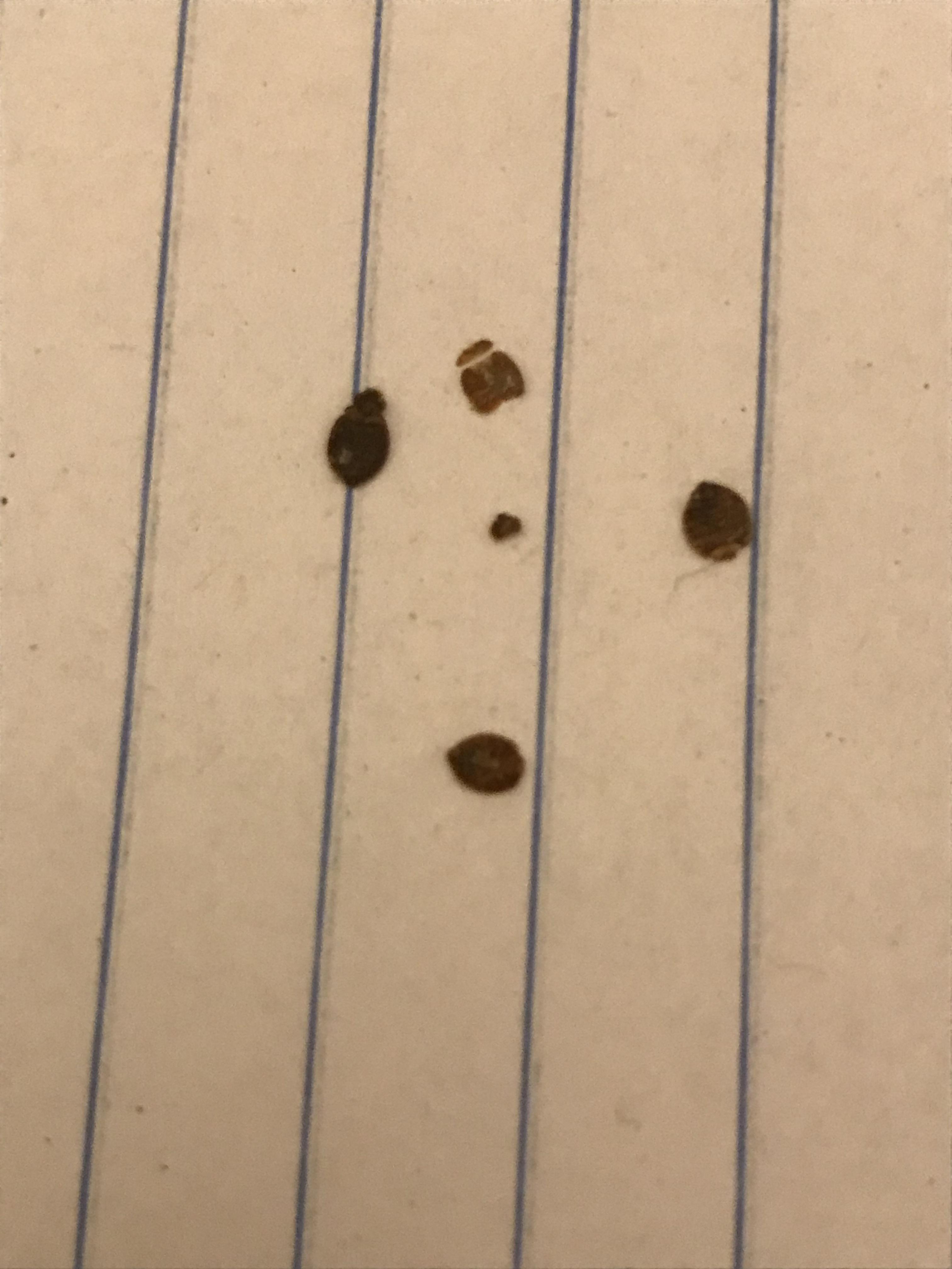 dead bedbugs/shed skins? Found near my bed. I have two pimple sized red