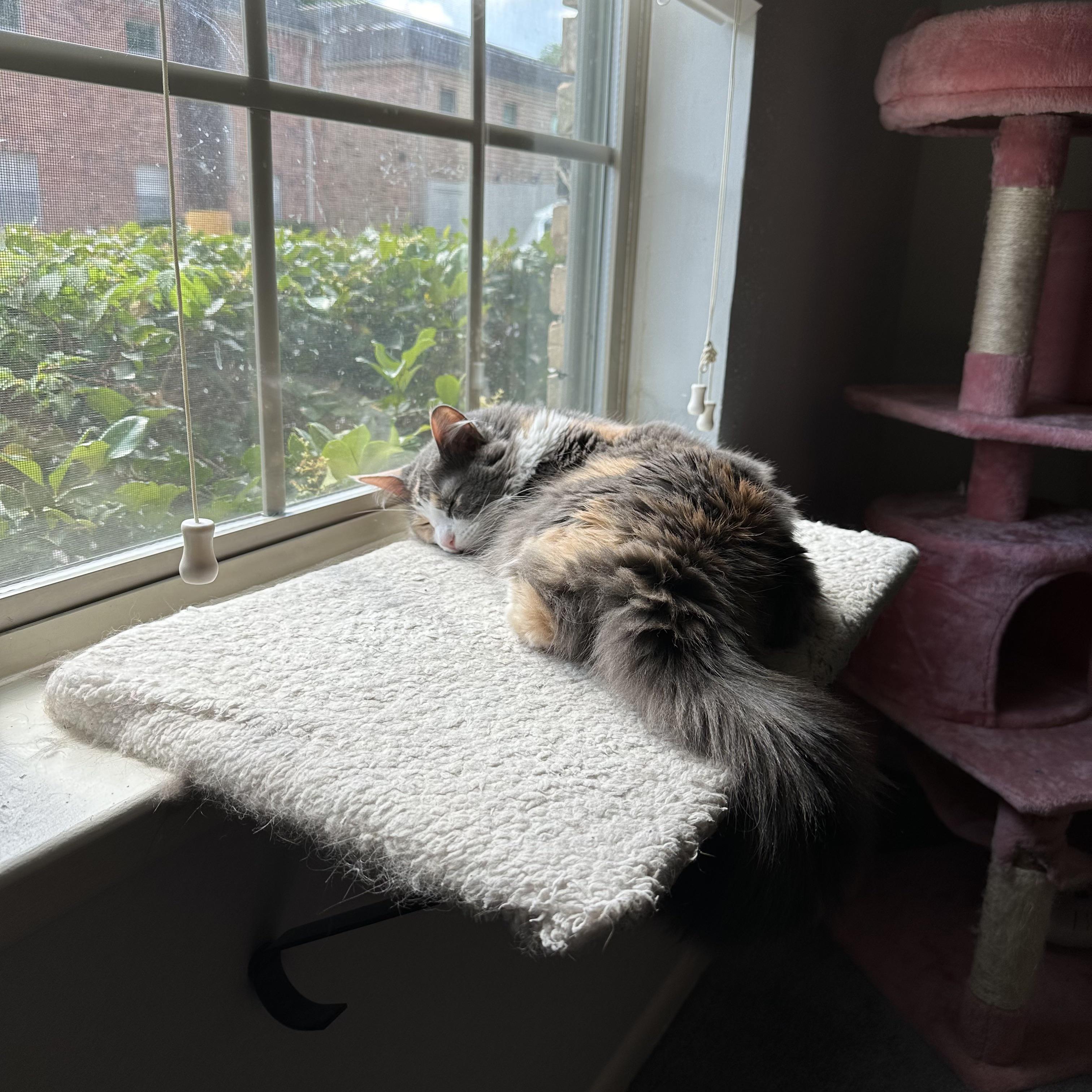 My cat has been vomiting for 3 weeks and her vet doesn’t know why. r