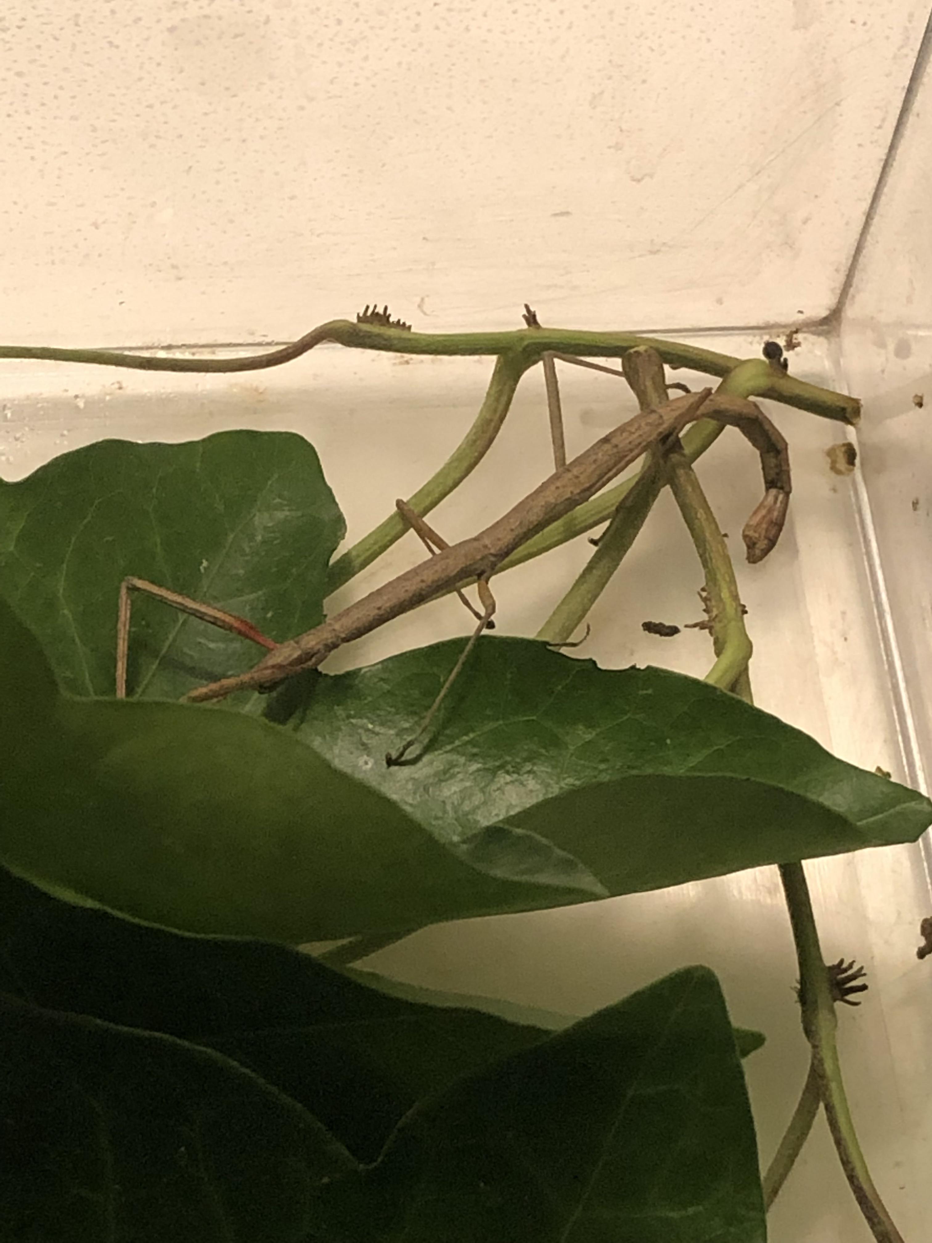 Is my insect dead? They have been in this position for the past 1,5 day, tried softly touching