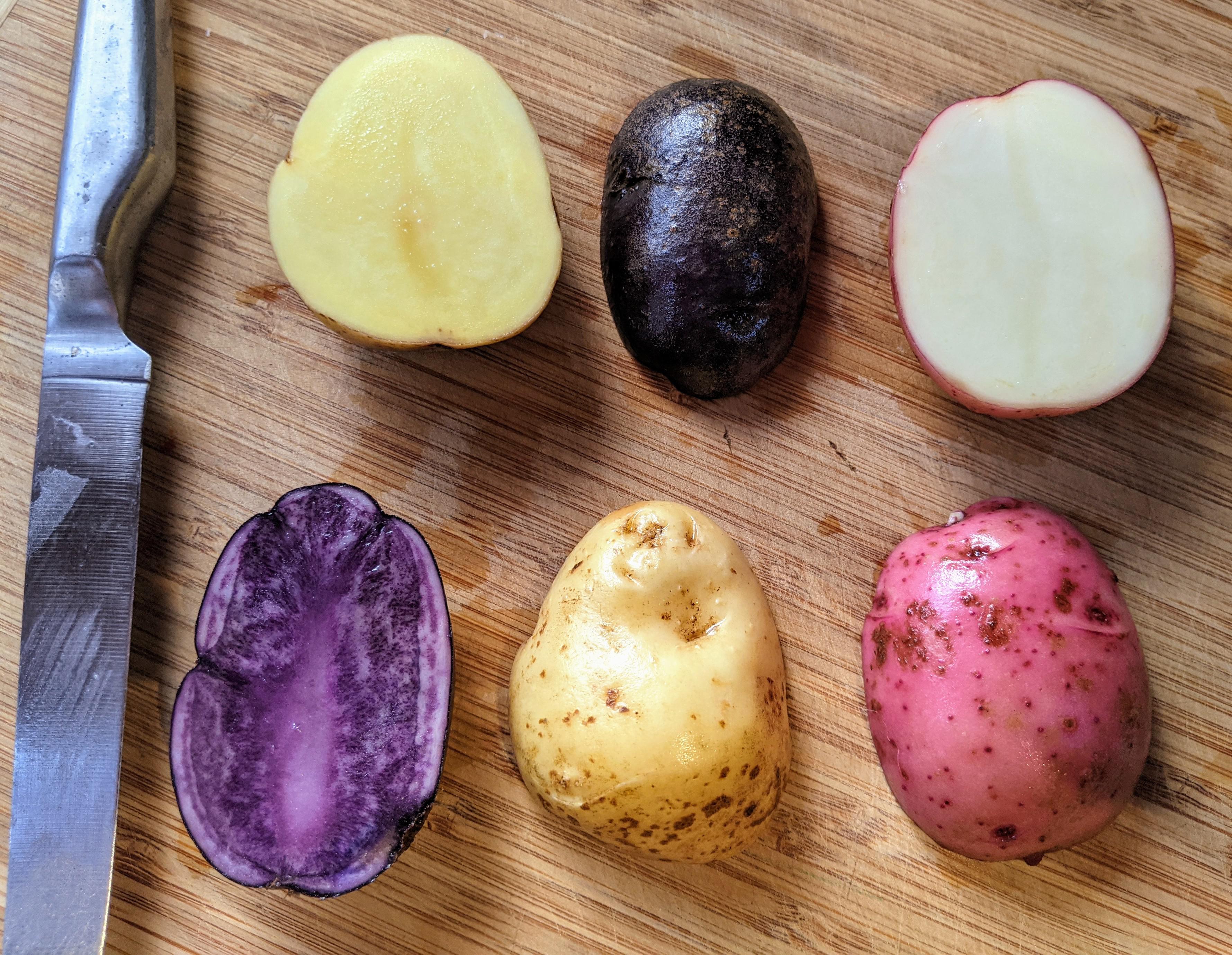 Taste the rainbow! Potato varieties from the compost heap. r/homestead