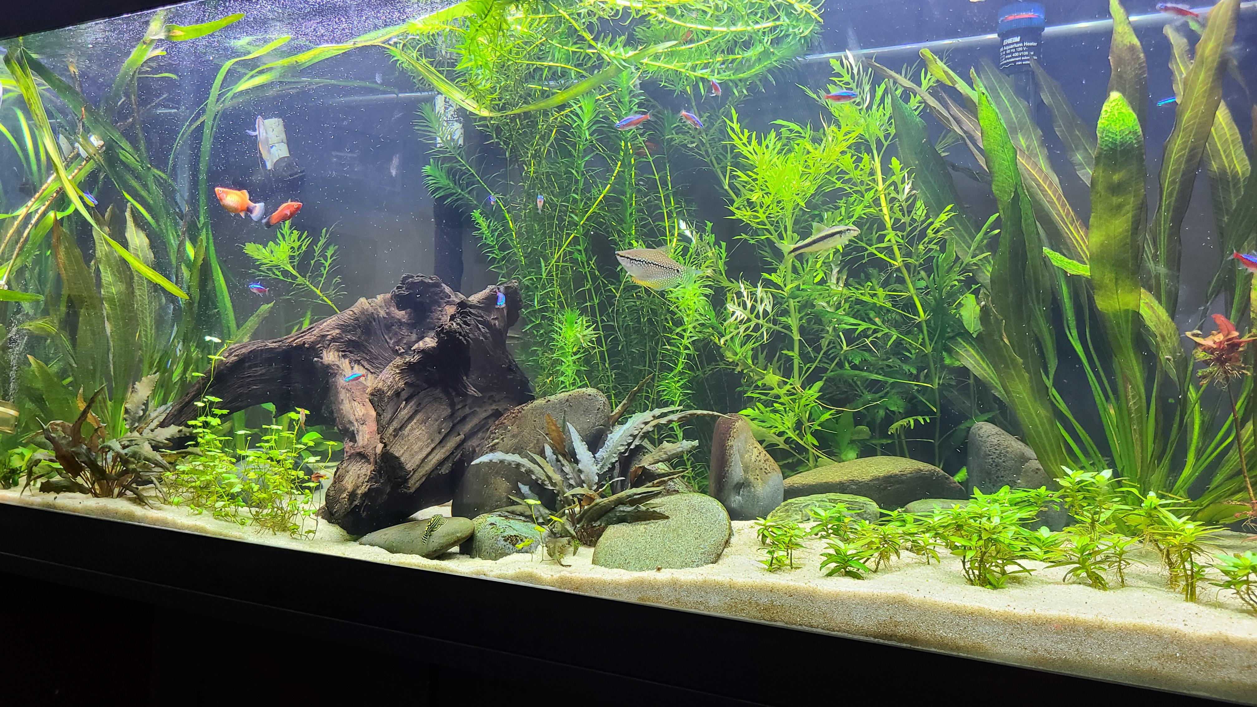 After switching from an African cichlid tank to a planted tank, I feel