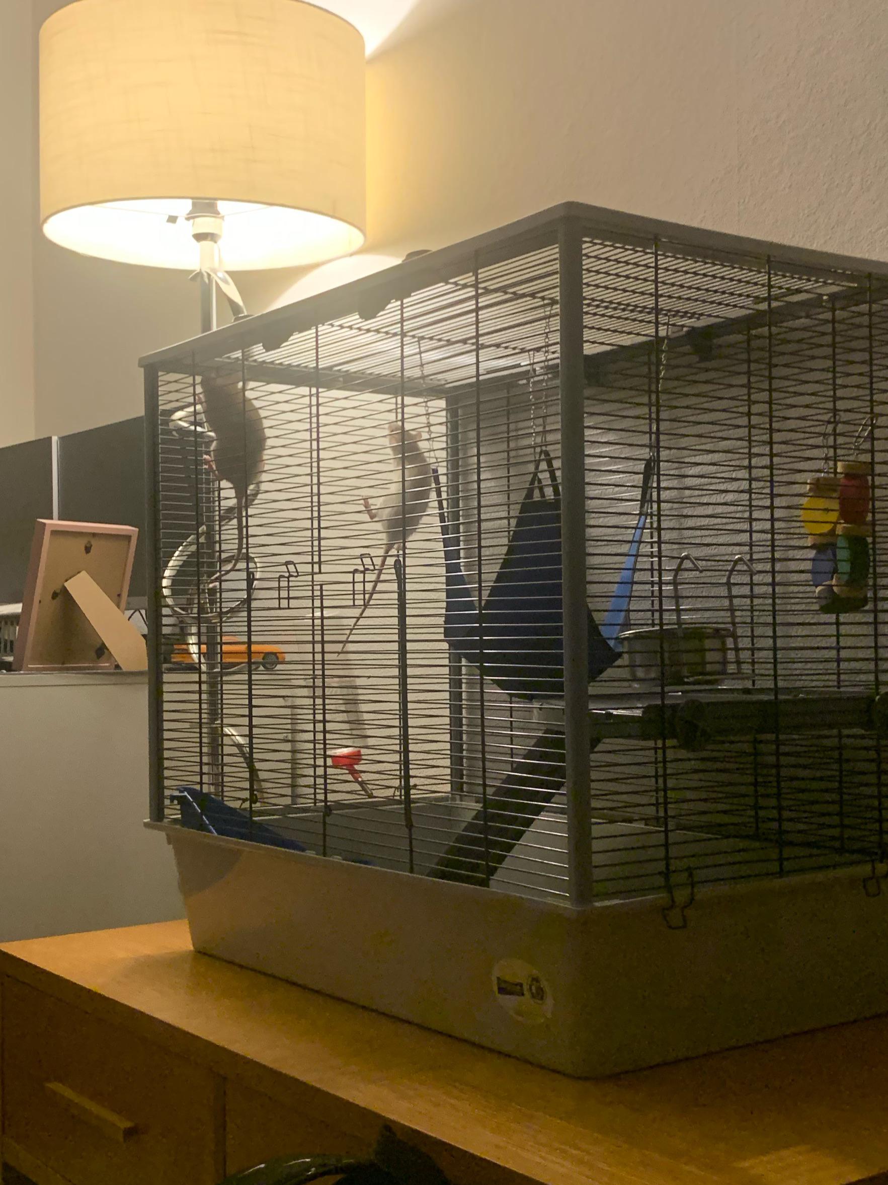 my cousin has these rats, they never get taken out, rarely get fed and