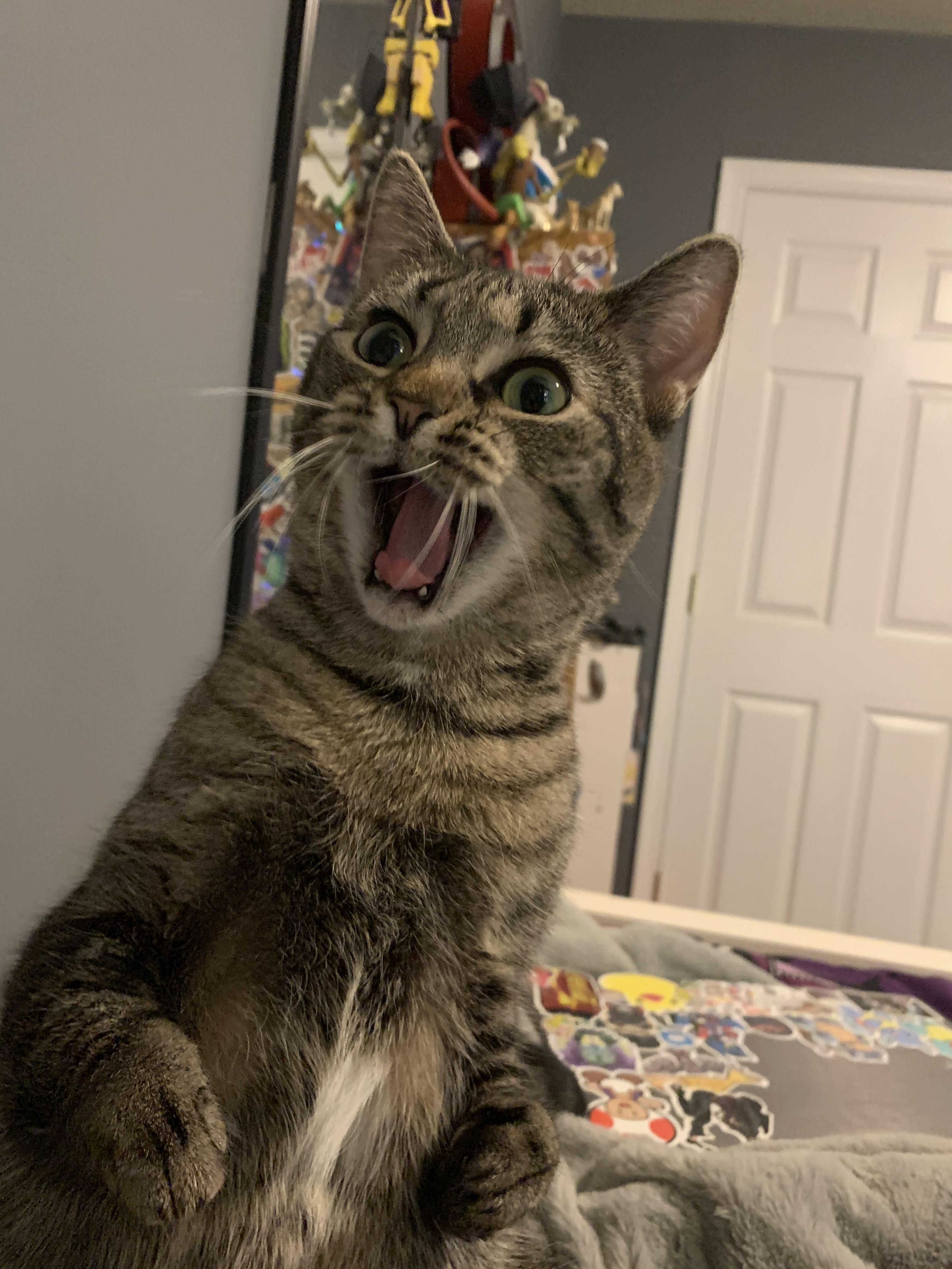 This is Ducky. She’s a Trex cat (That means she has stubby arms!) who