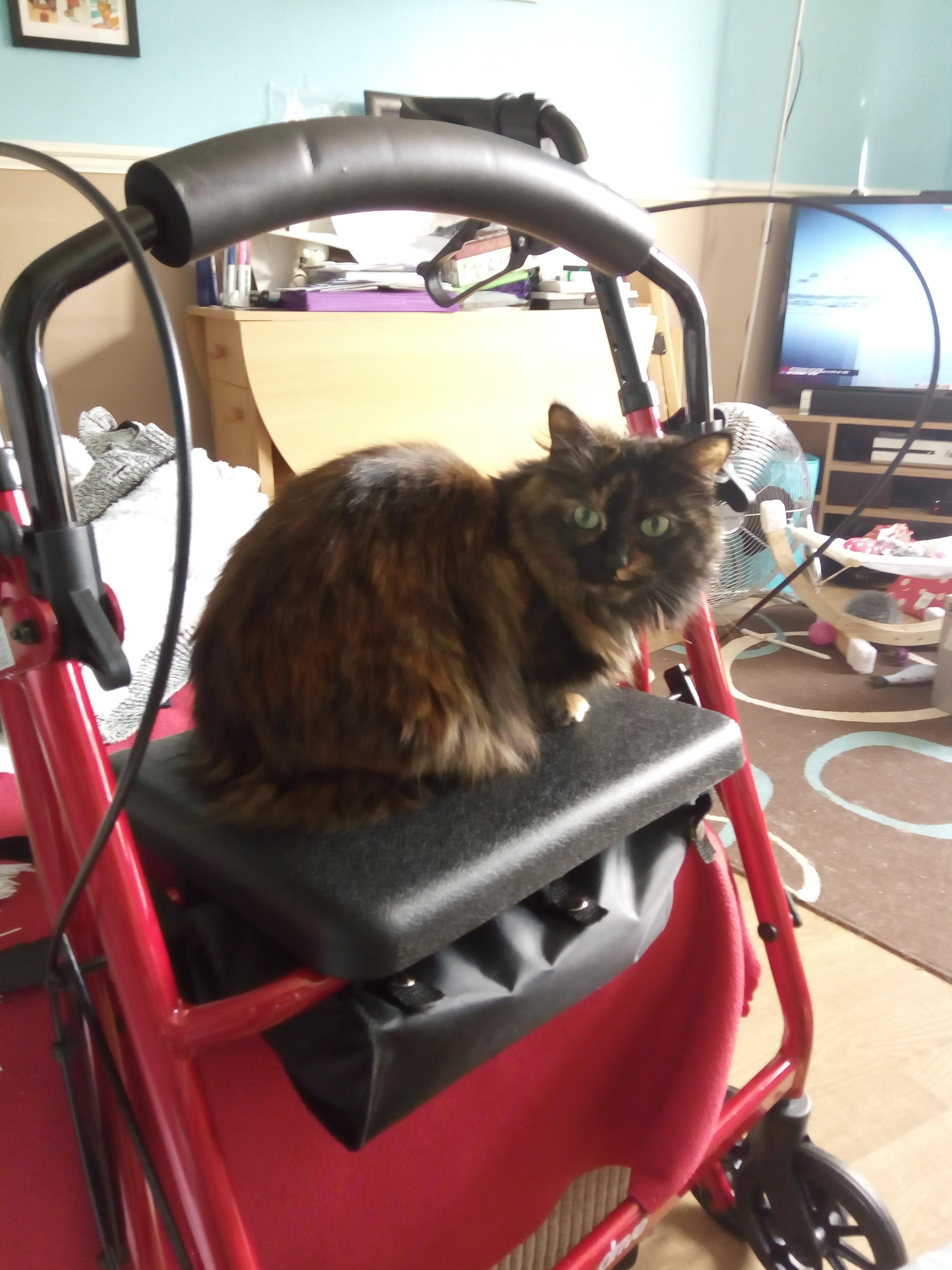 My cats favourite spot when I'm sat down. Or when it's, anywhere. I