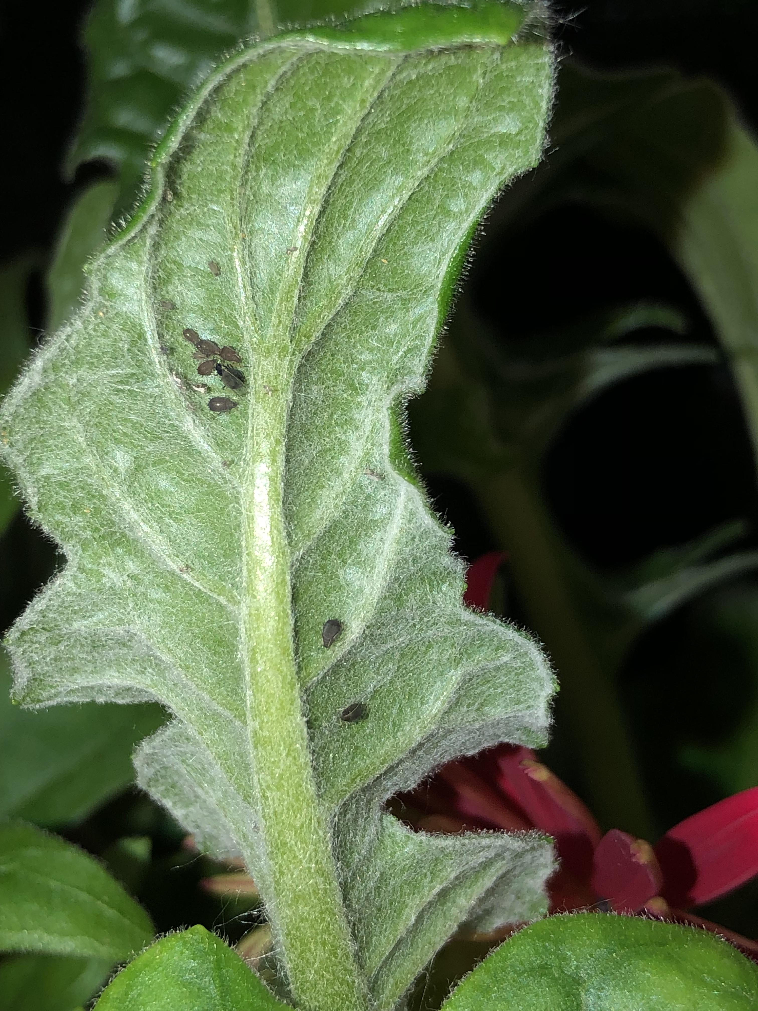 Oh no...bugs on my Gerbera daisy! It’s indoors with my other plants