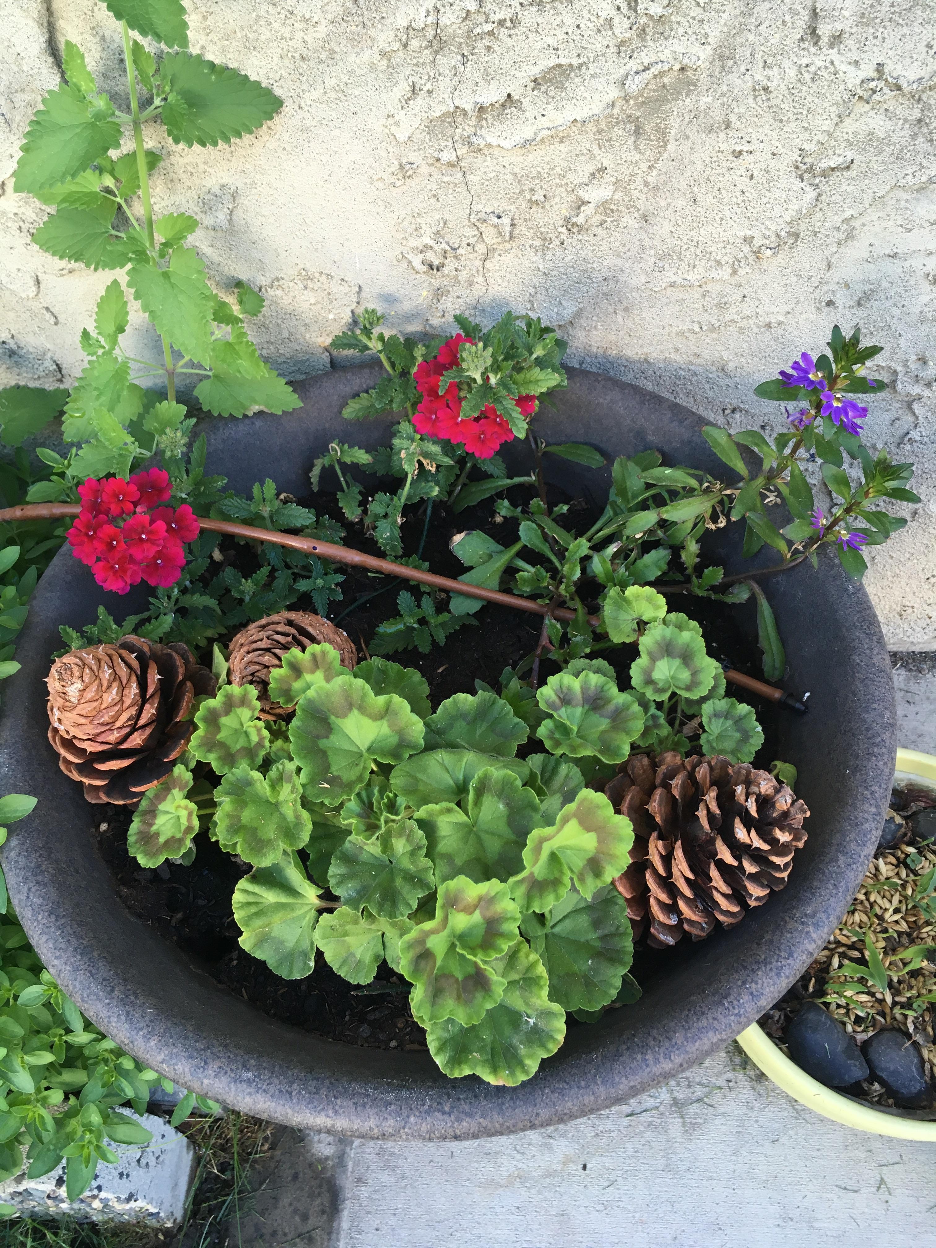 I “rescue” half dead annuals every year when they go on sale for 0.20