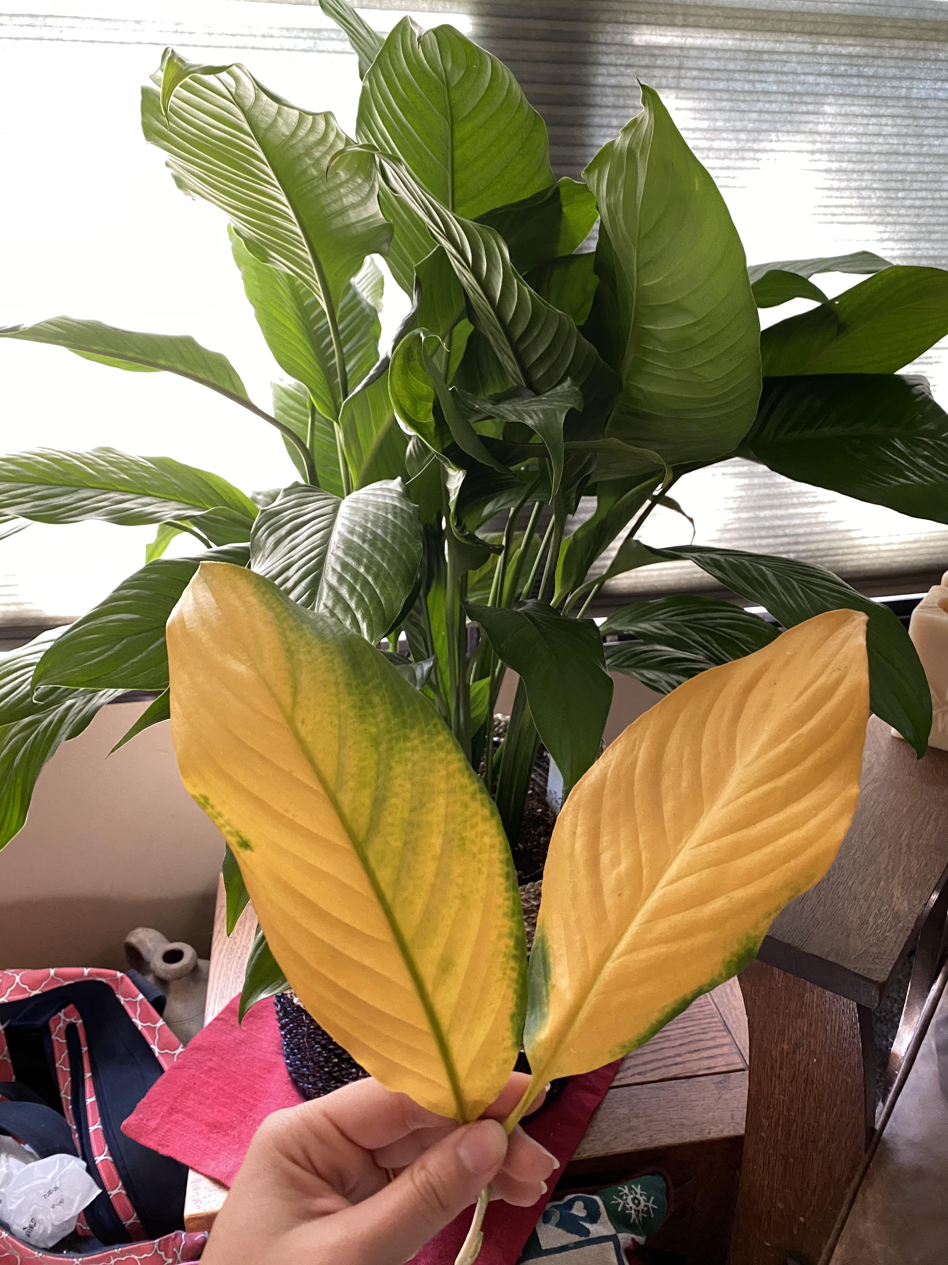 Yellowing peace lily leaves ( they look very healthy minus their