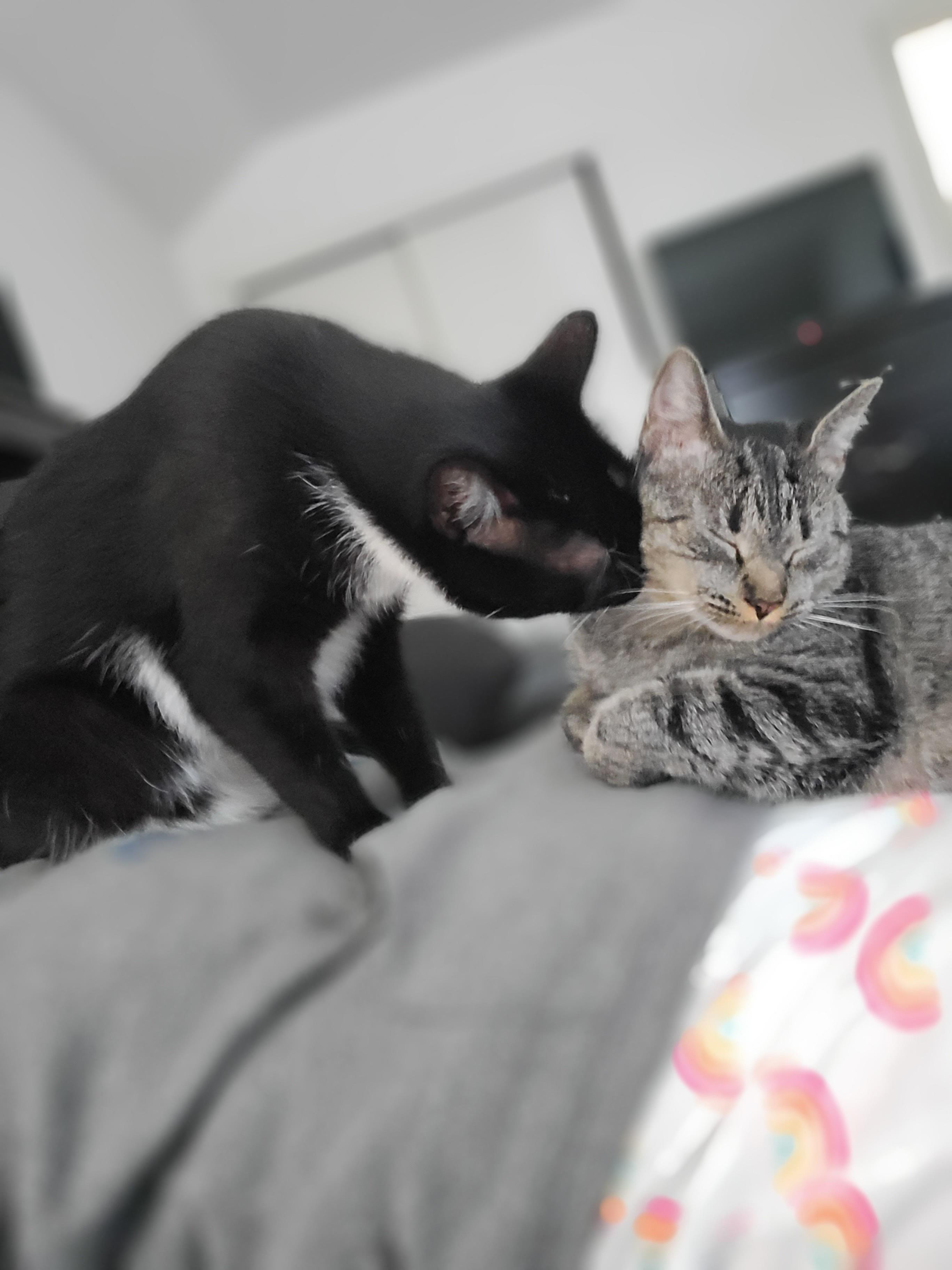 Boxie pro cat litter r/litterrobot