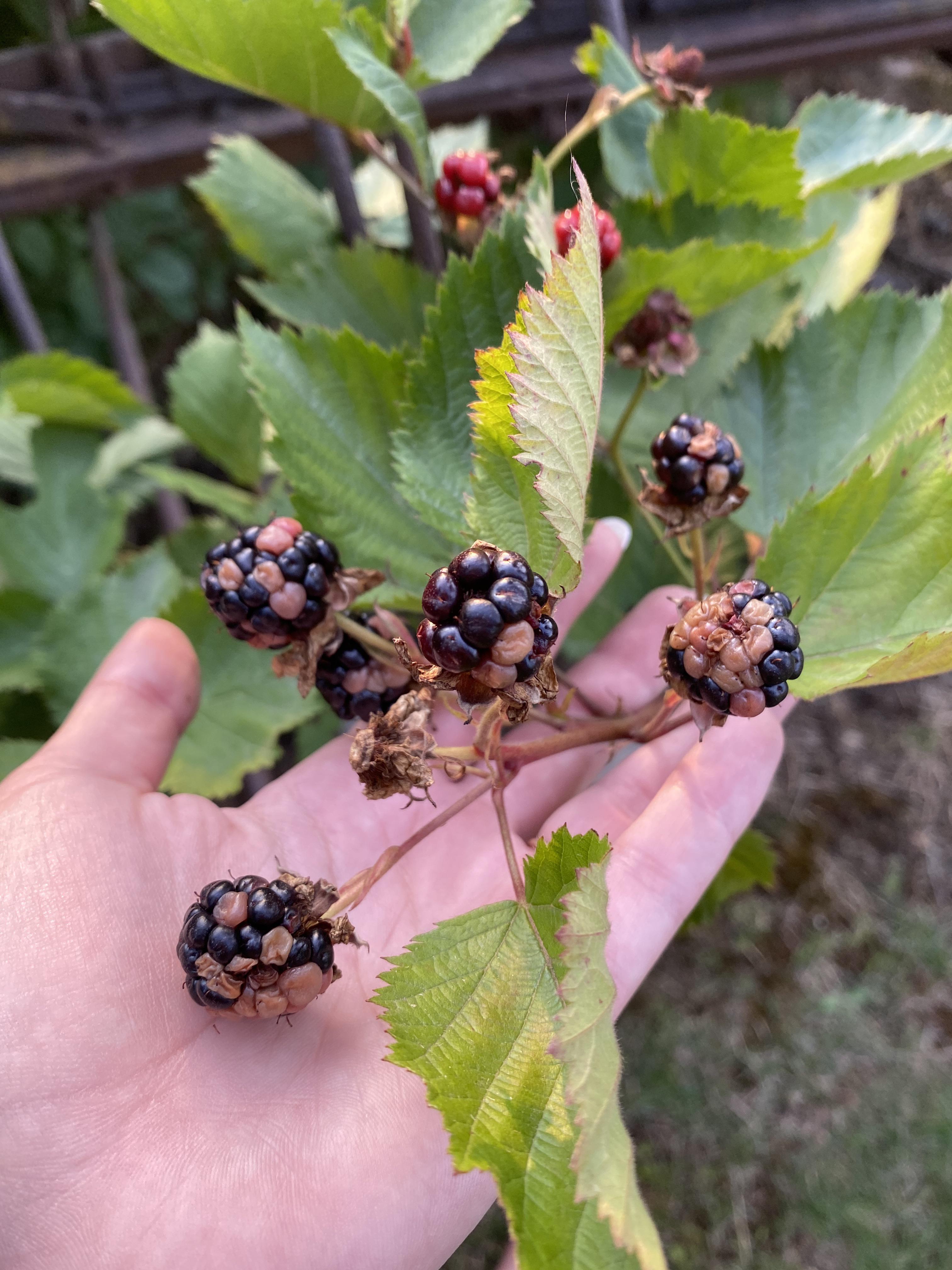 Colorless spots on my thornless Blackberry bush. Is this from bugs? Are