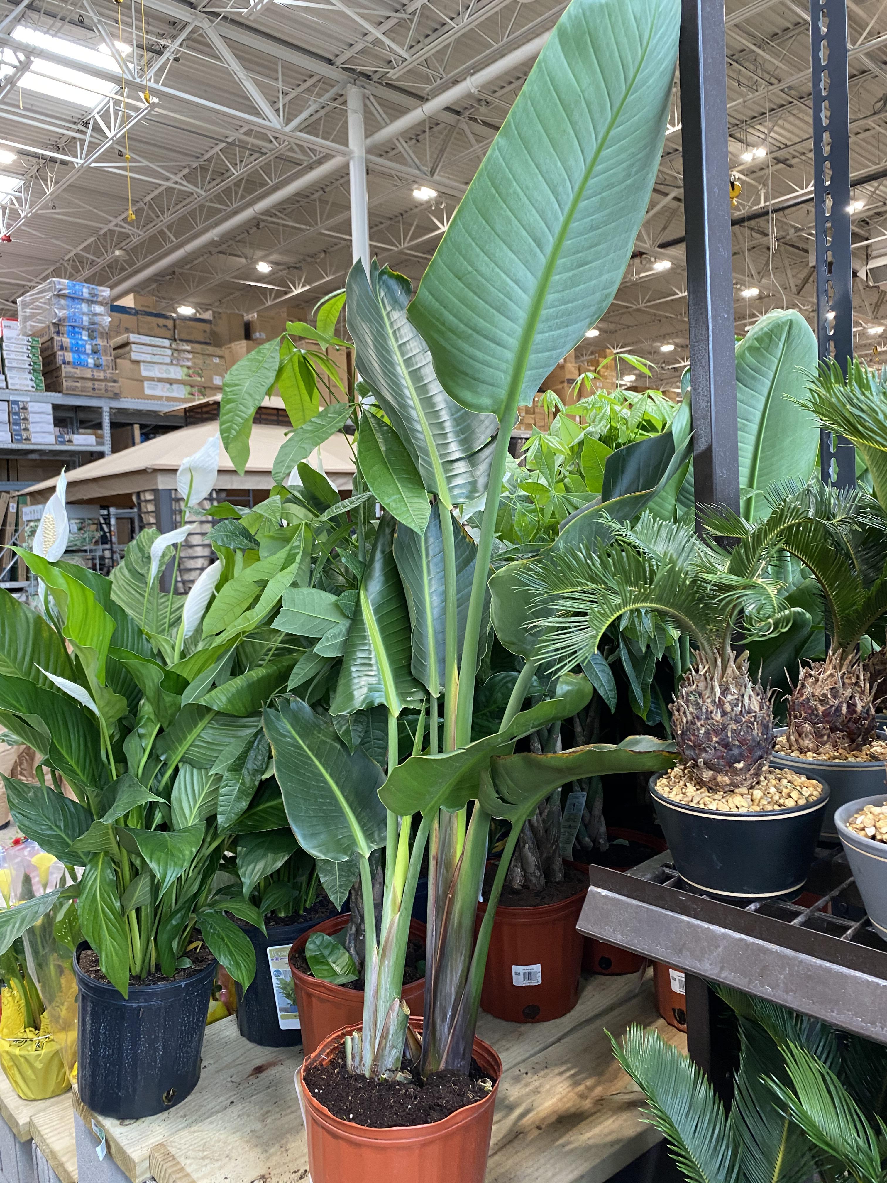 Lowe’s just restocked the house plant section. This was 24.98. Glory