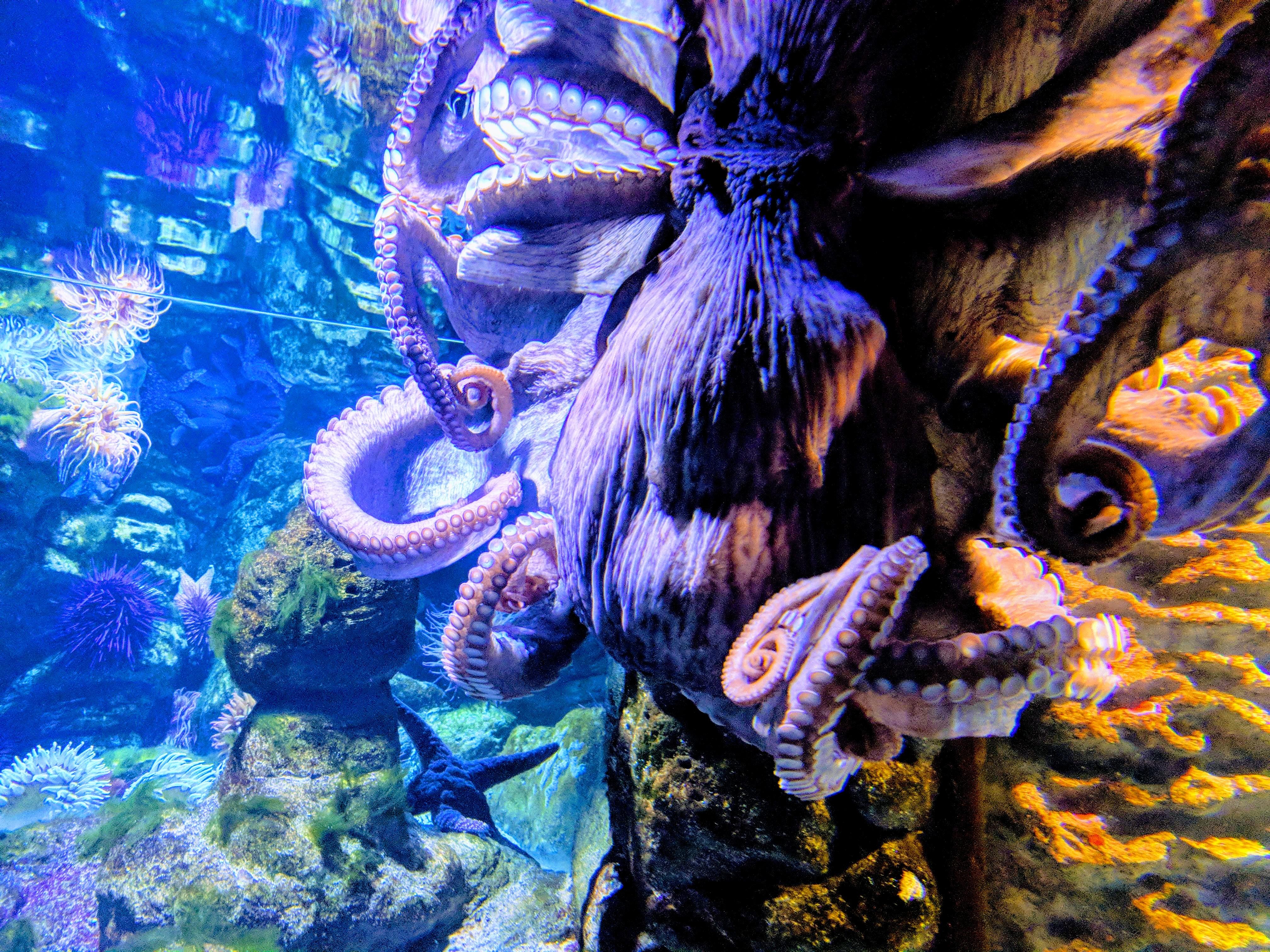 Boston aquarium resident r/octopus