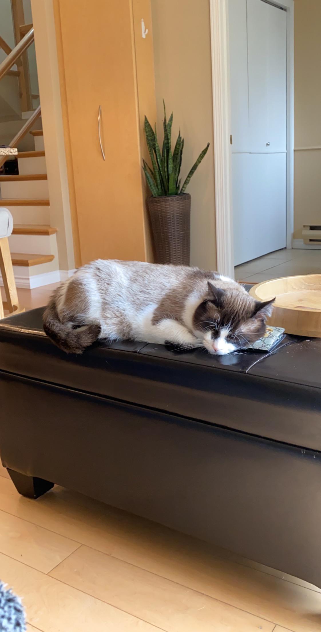 Our Snowshoe cat...named Snowshoe 🐱 r/snowshoecats