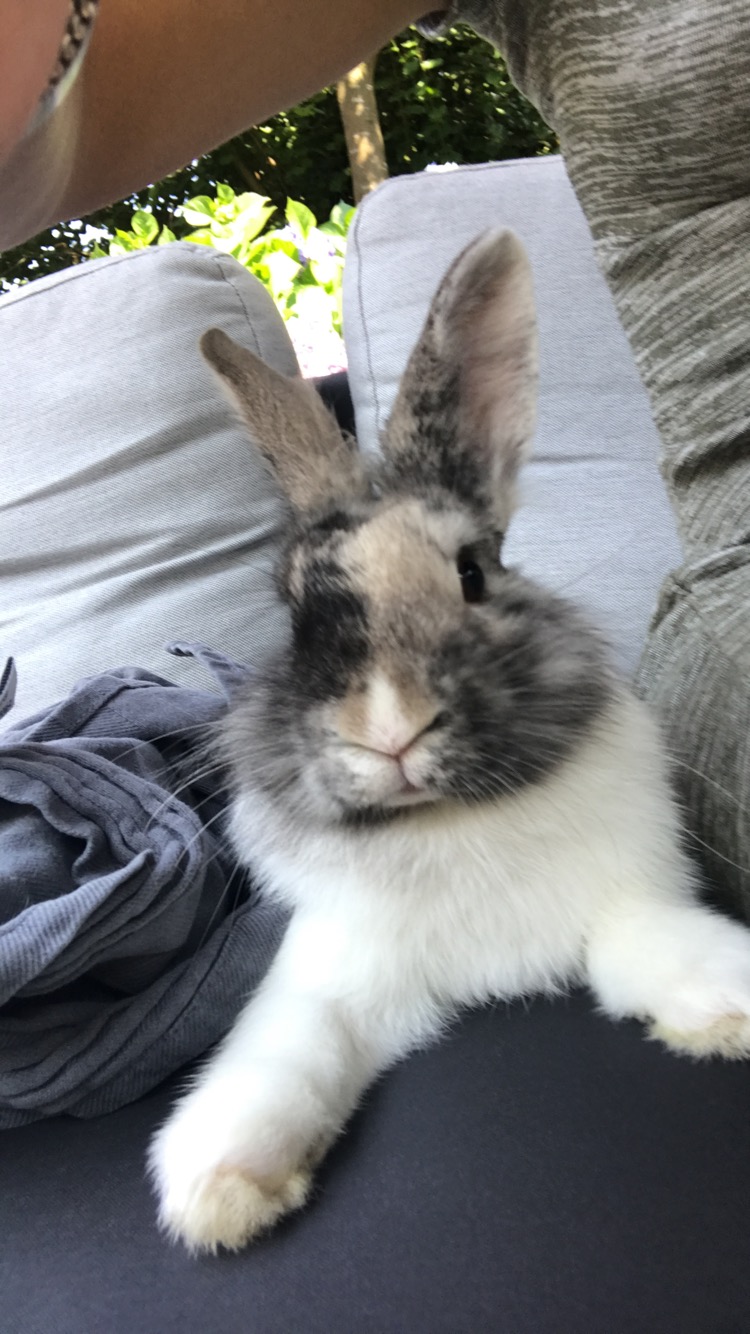 Just chilling with mum Rabbits