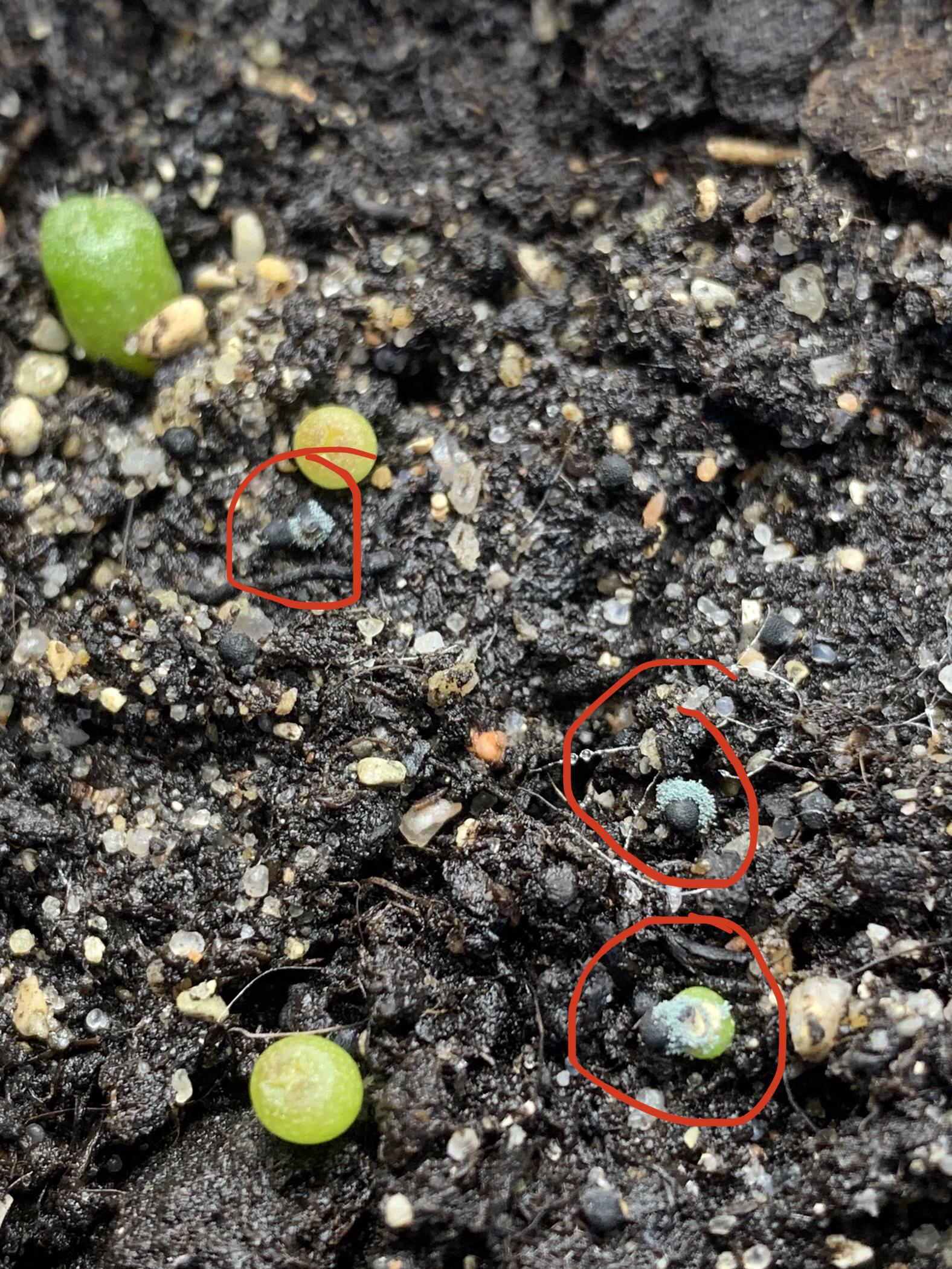 Strange blue mold around germinating seeds r/peyote