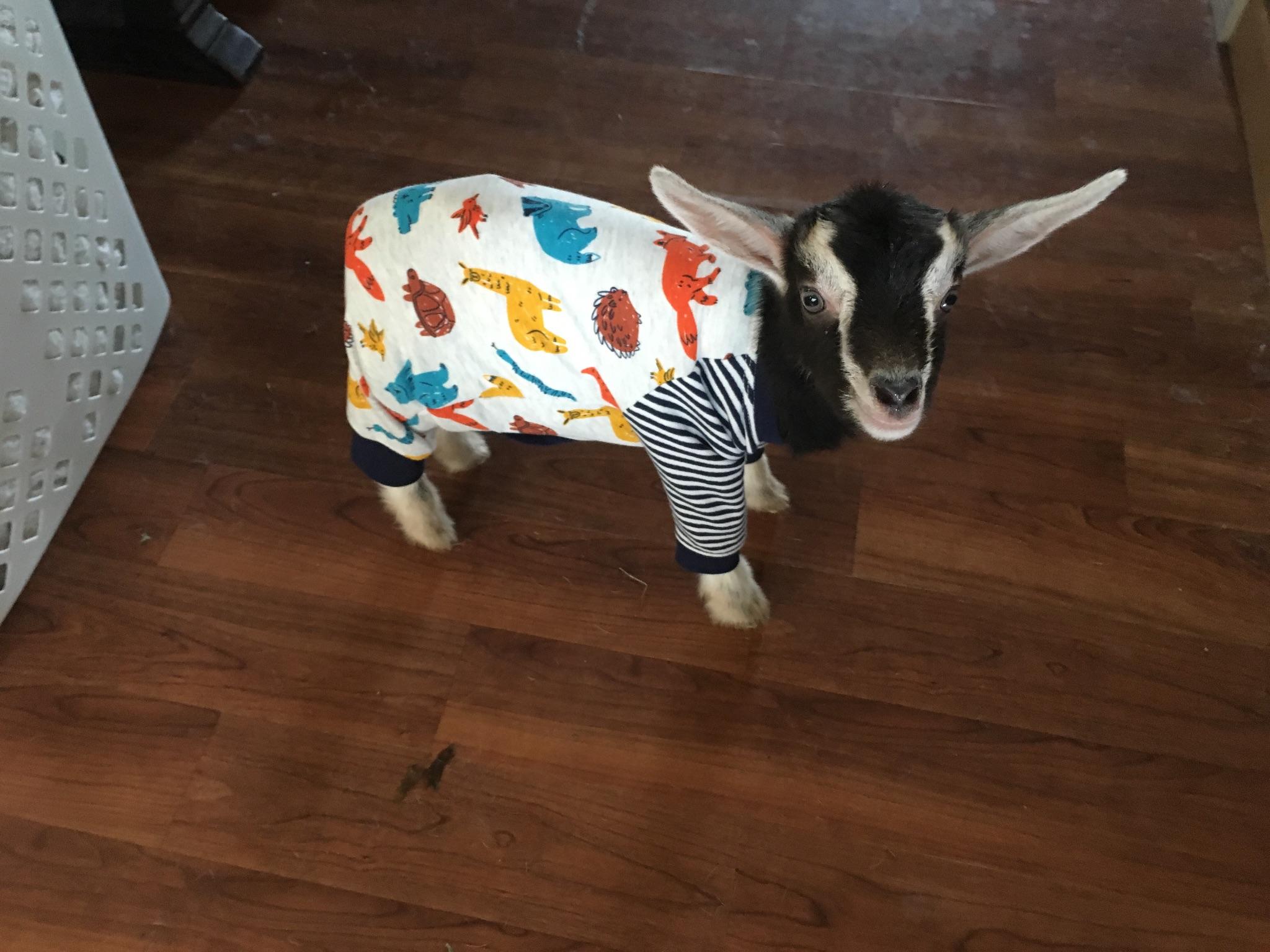 Update on the goat, he’s in pajamas now Adorable Animals