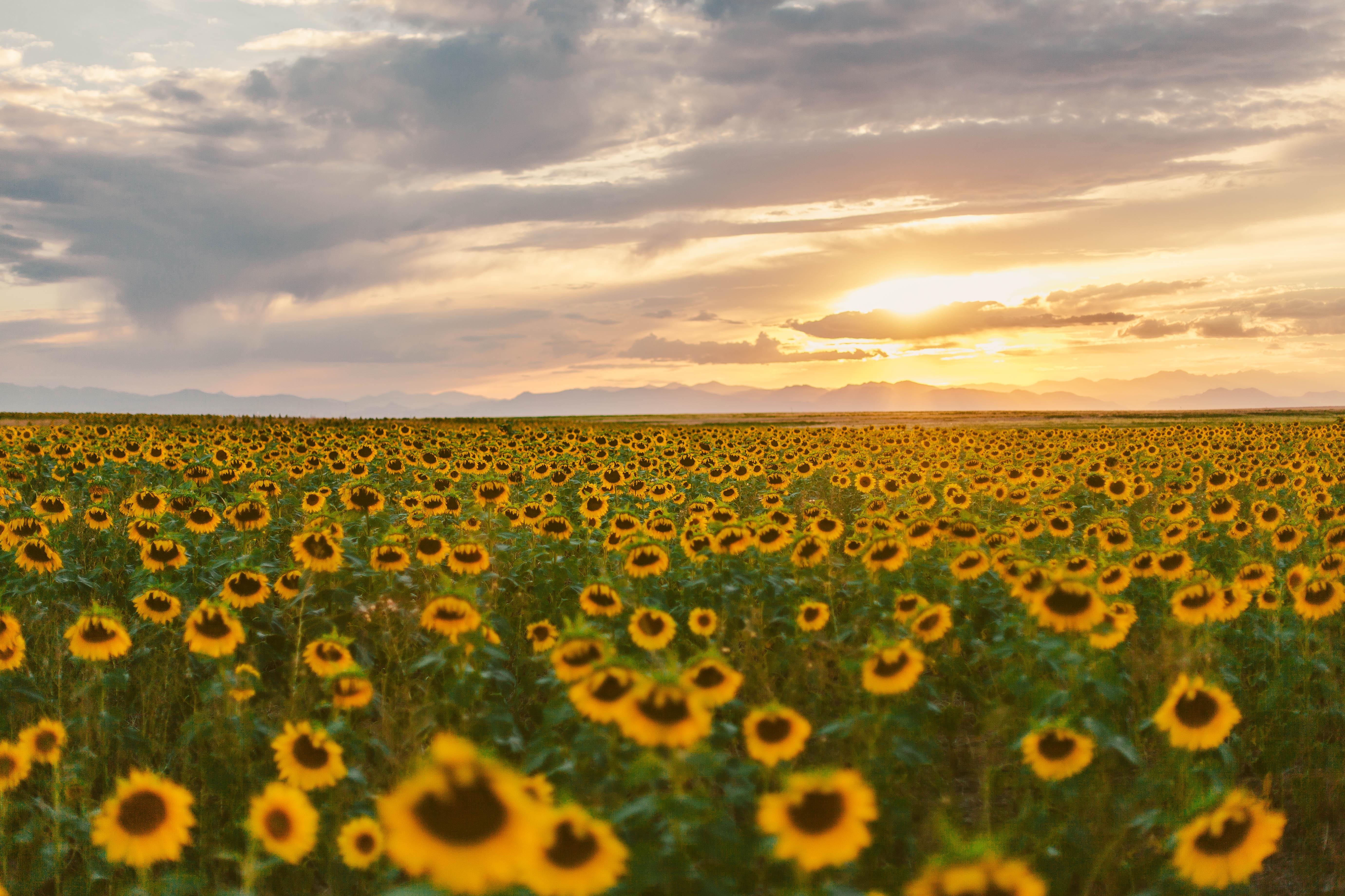 Sunflower Fields Forever; Denver, CO [5522 × 3681] [OC] r/pics
