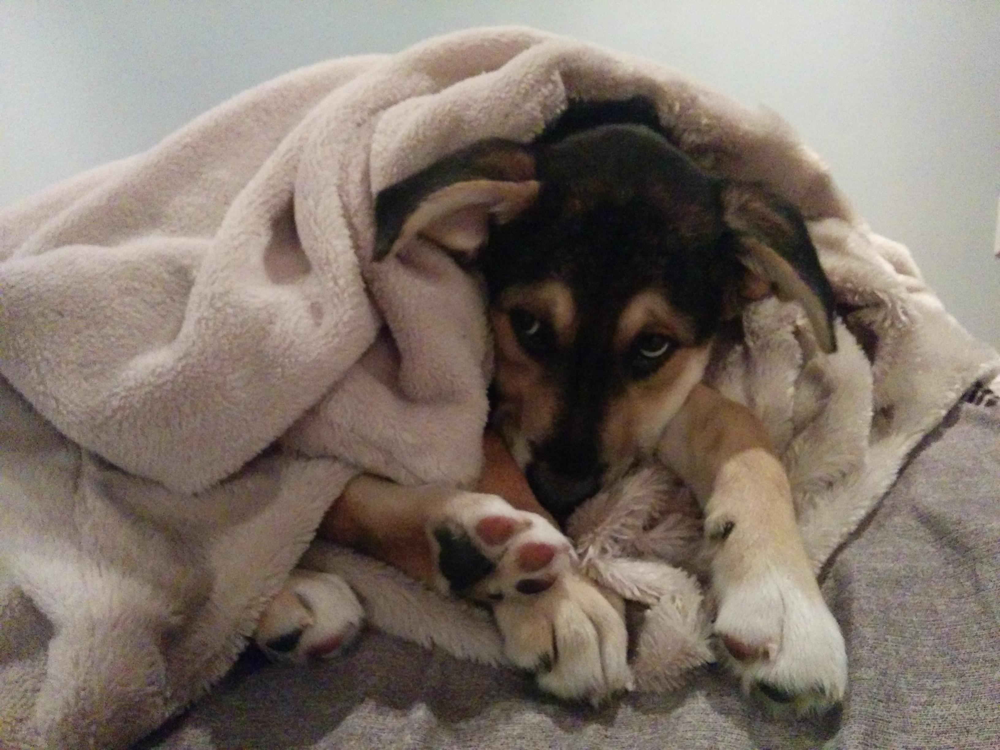 Cozy bundle of puppy. r/aww