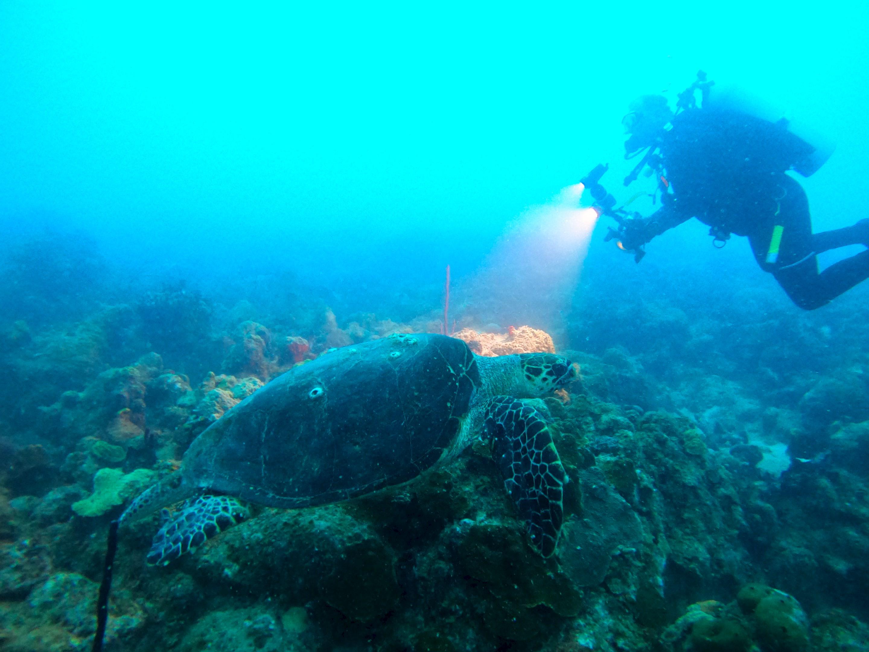 Let me slide by while he is looking at the coral... r/pics